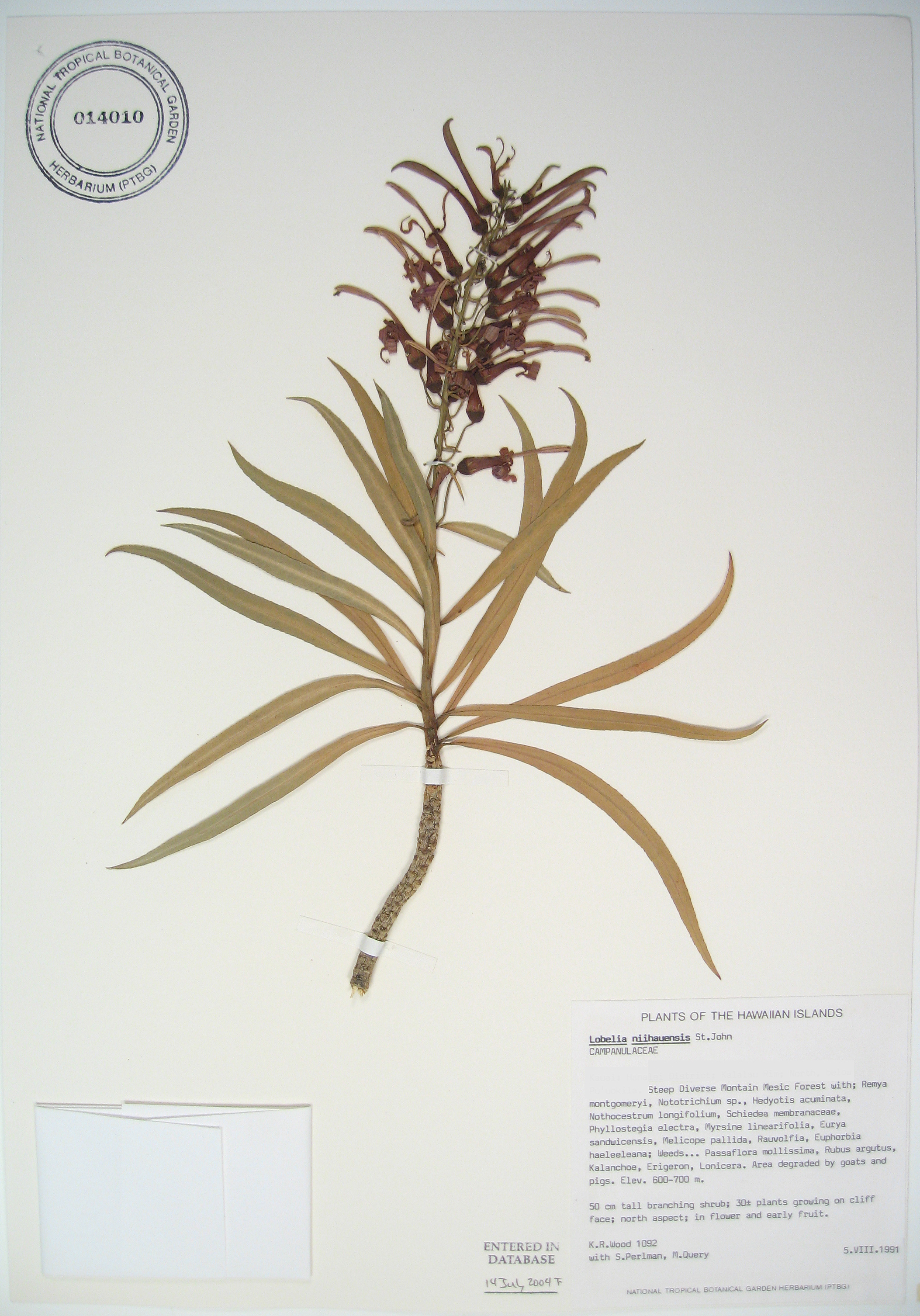 Lobelia niihauensis   - 