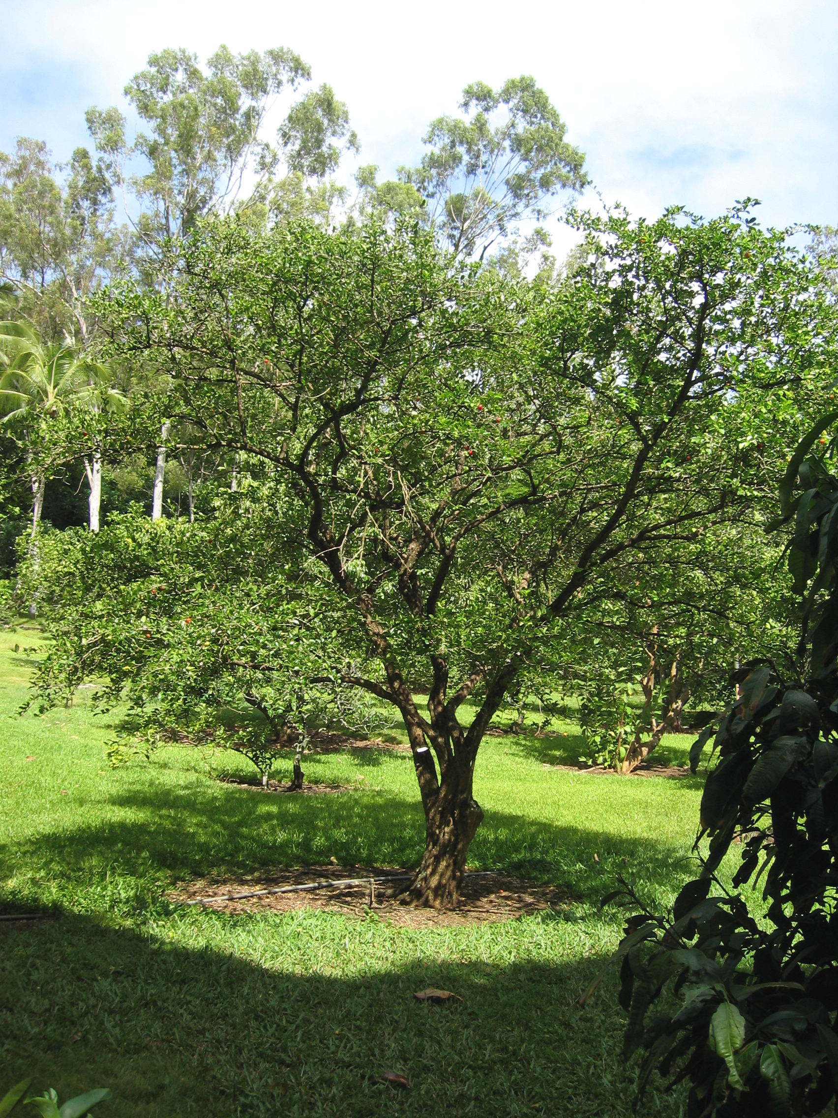 Malpighia emarginata   - 