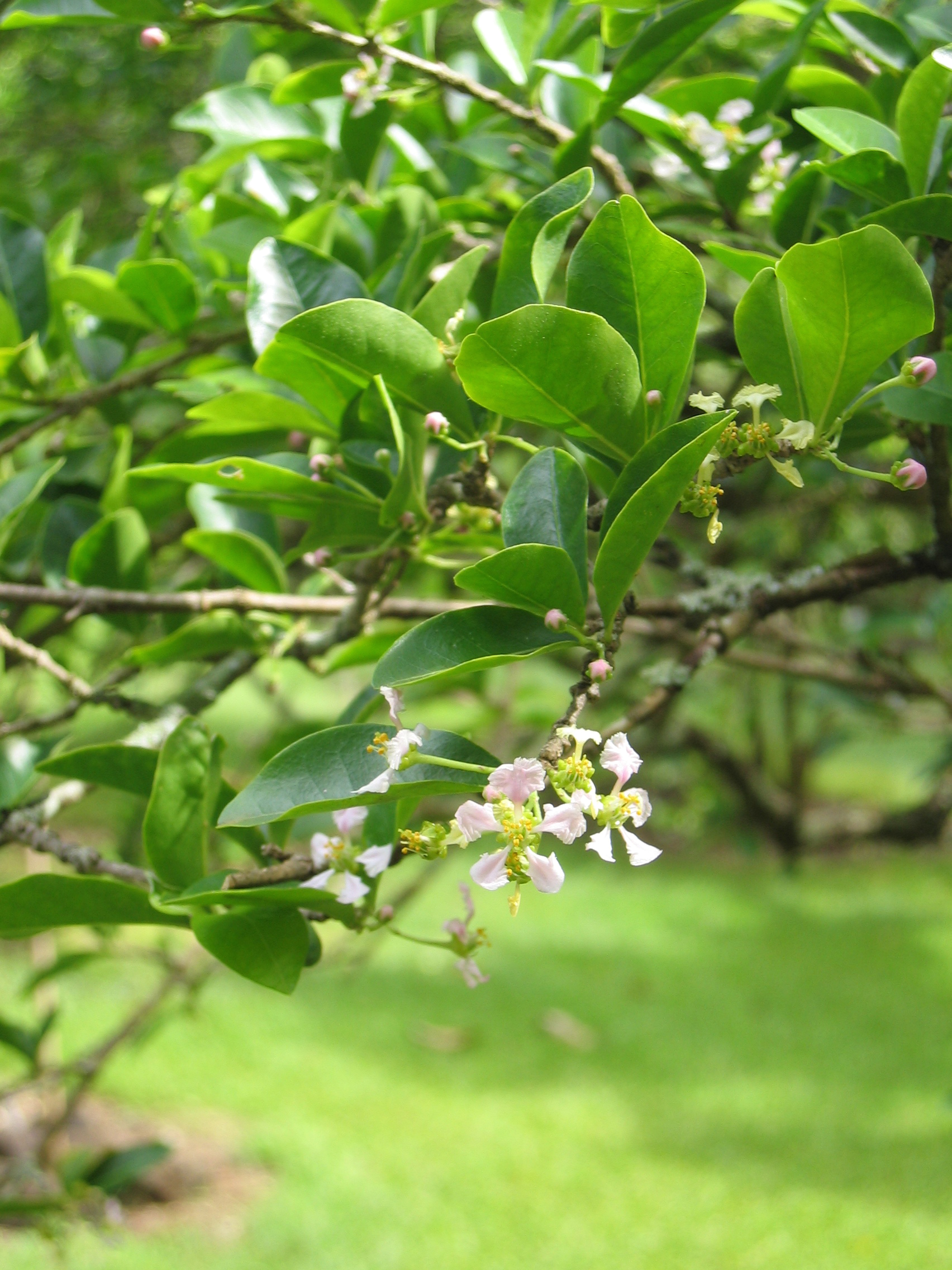 Malpighia emarginata   - 