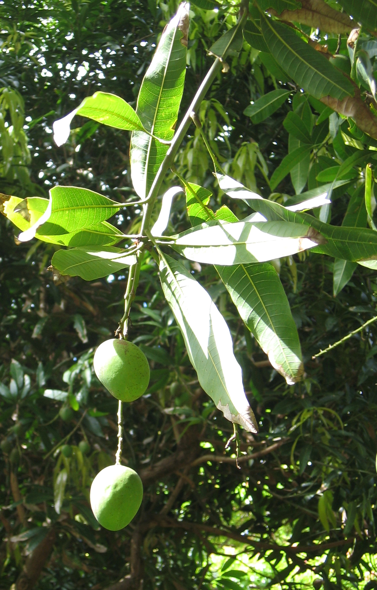 Mangifera indica   - 