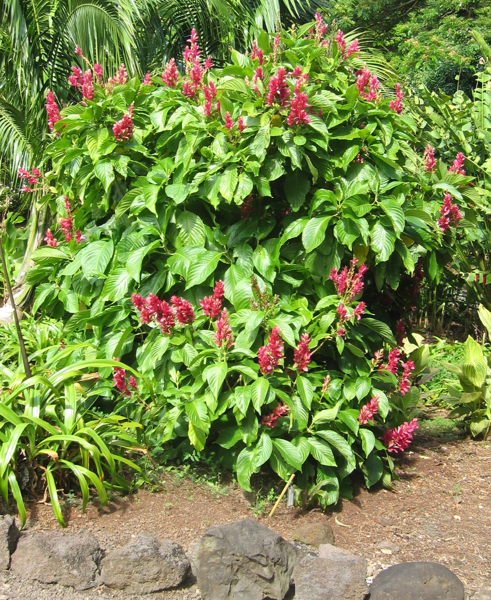 Megaskepasma erythrochlamys   - 