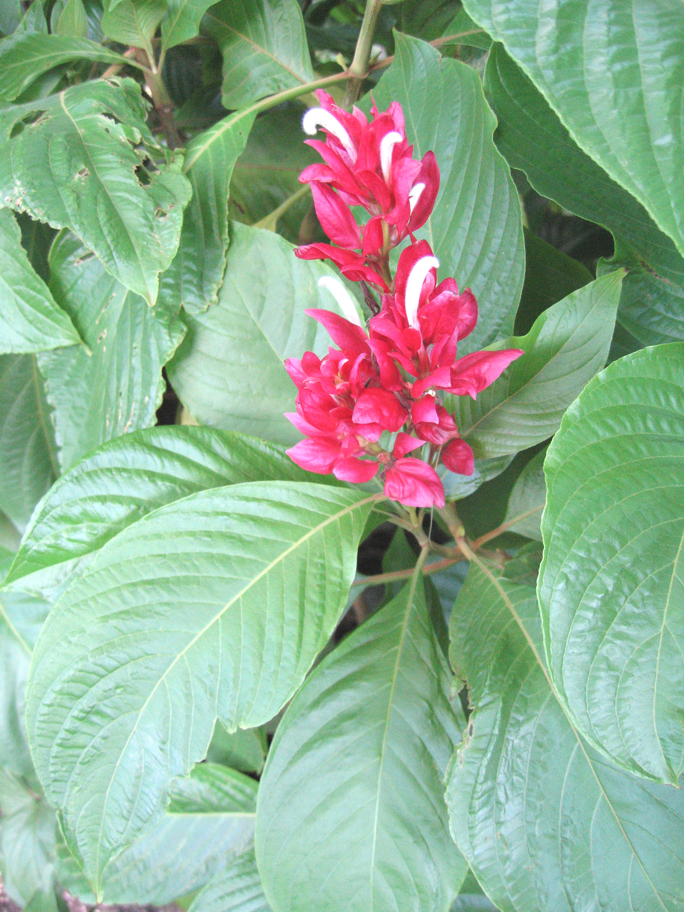 Megaskepasma erythrochlamys   - 