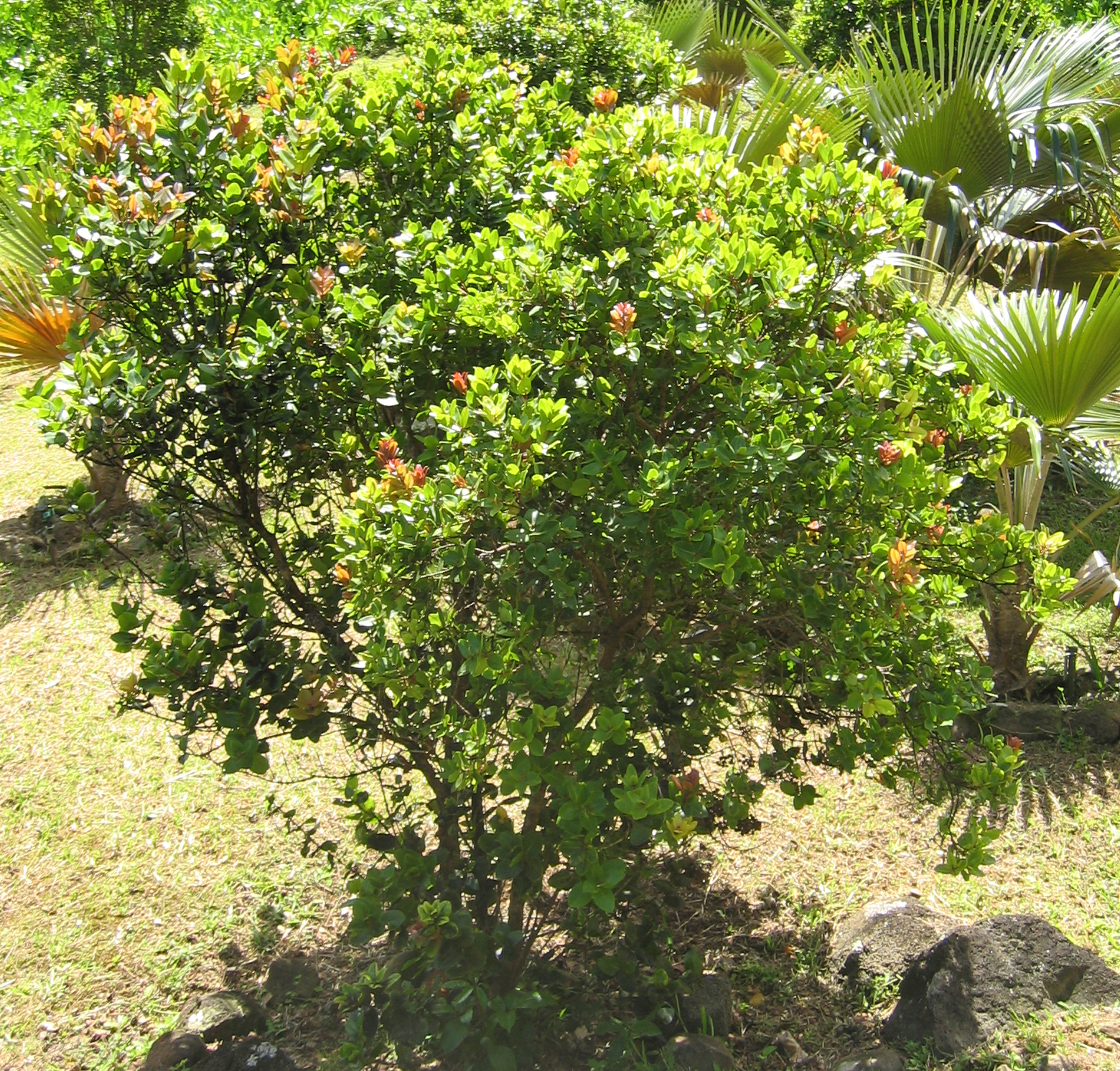 Metrosideros polymorpha   - 