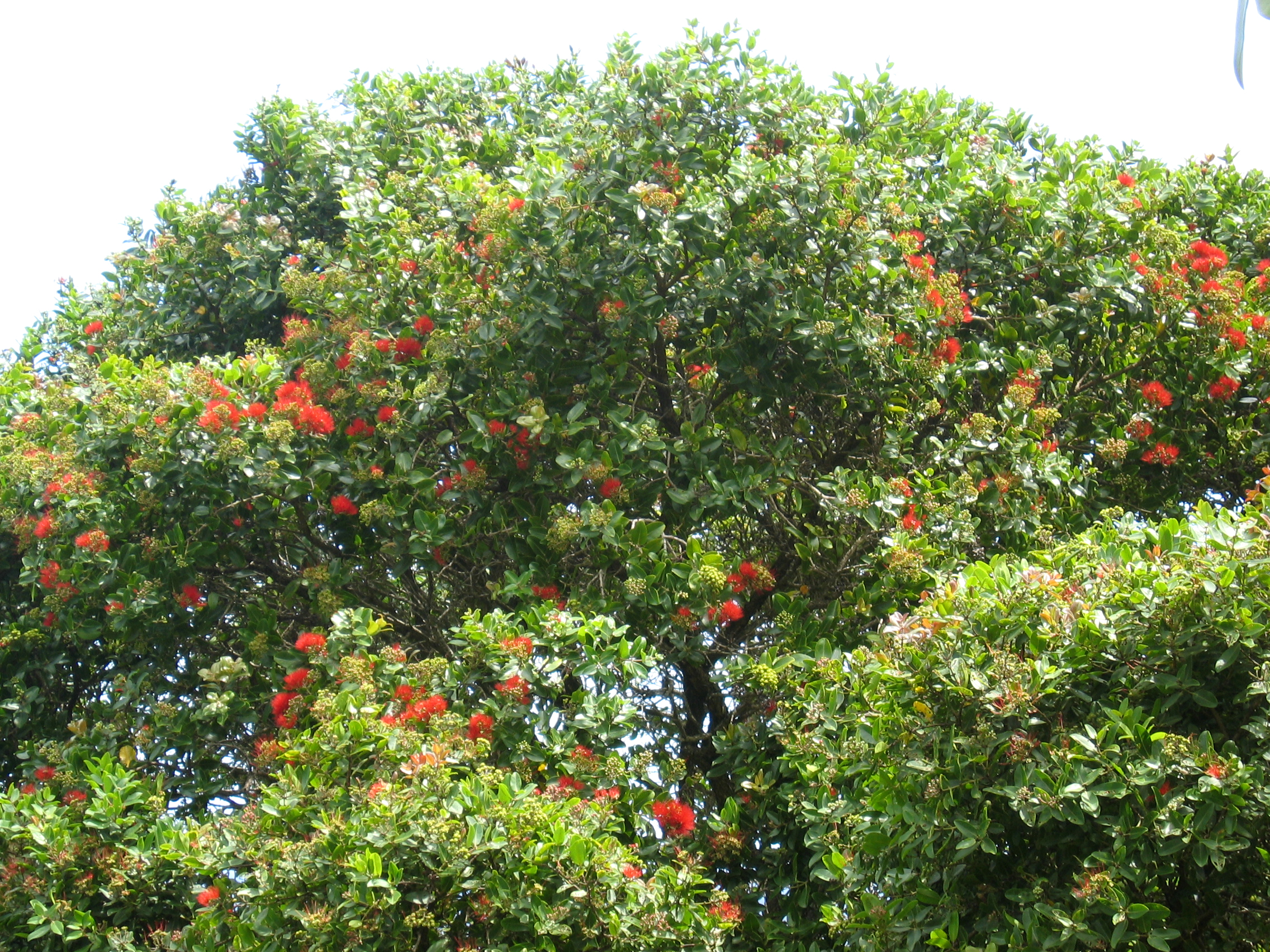 Metrosideros polymorpha   - 
