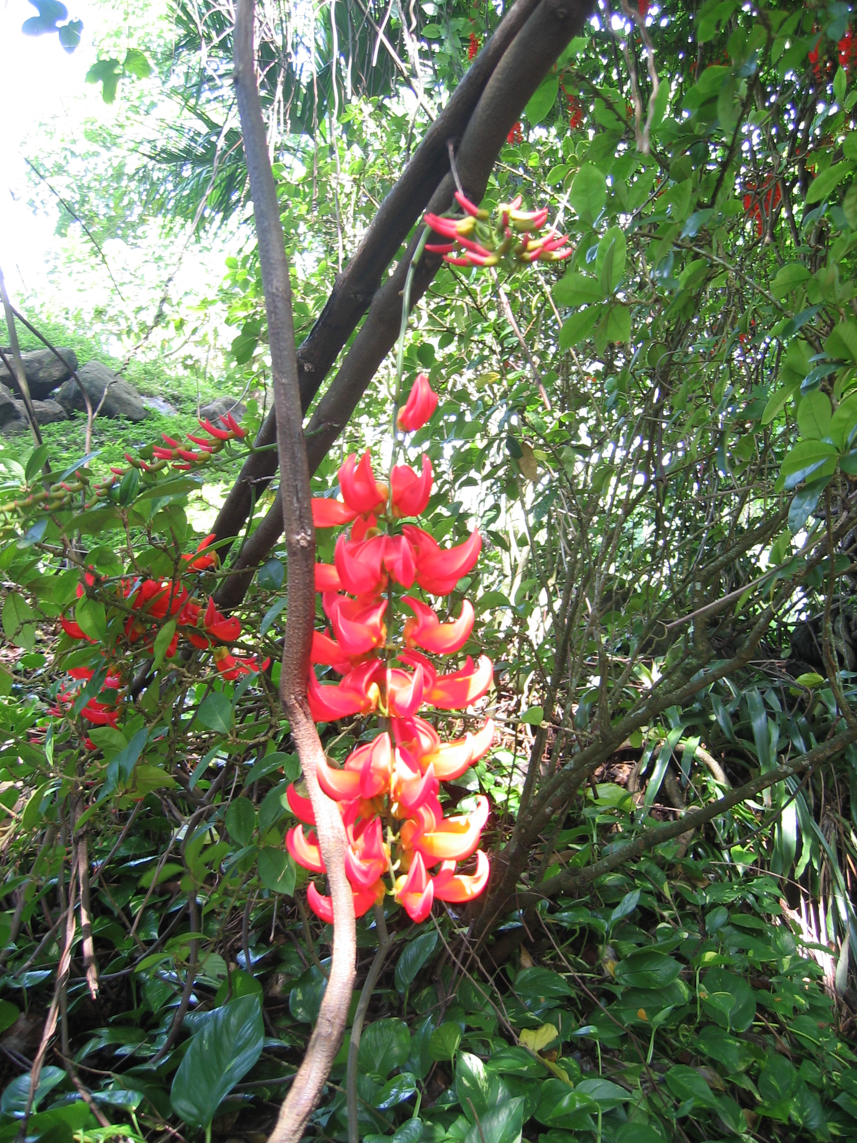 Mucuna novo-guineensis   - 