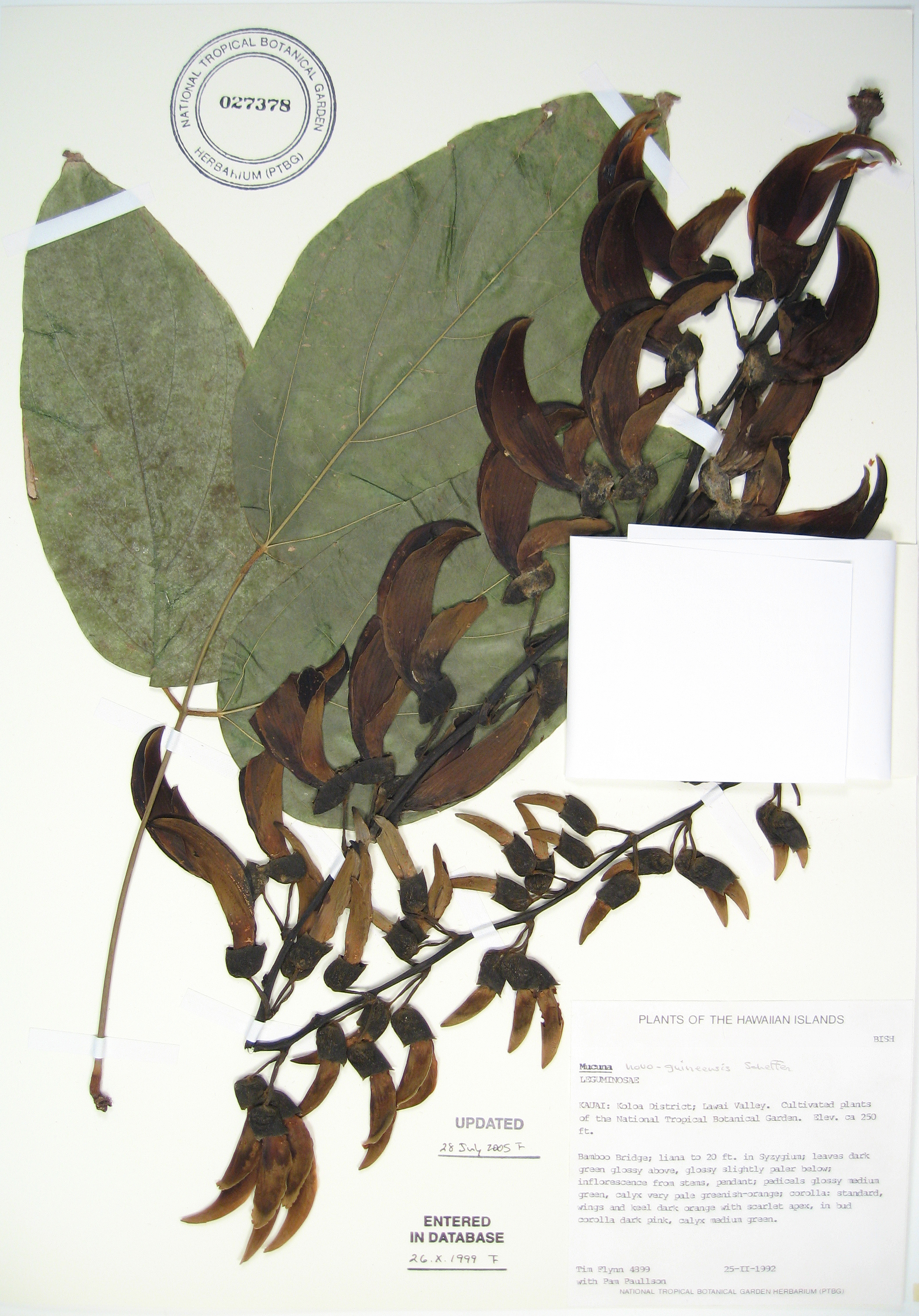 Mucuna novo-guineensis   - 