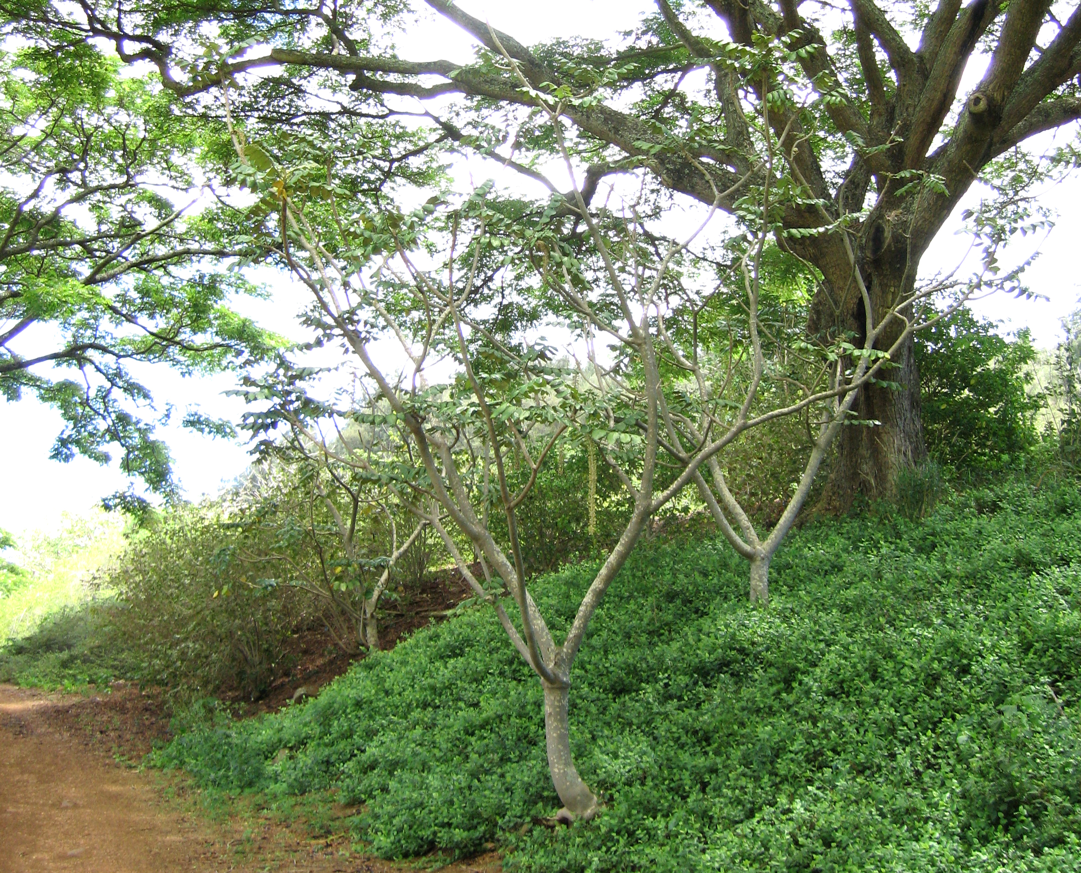 Polyscias racemosa   - 