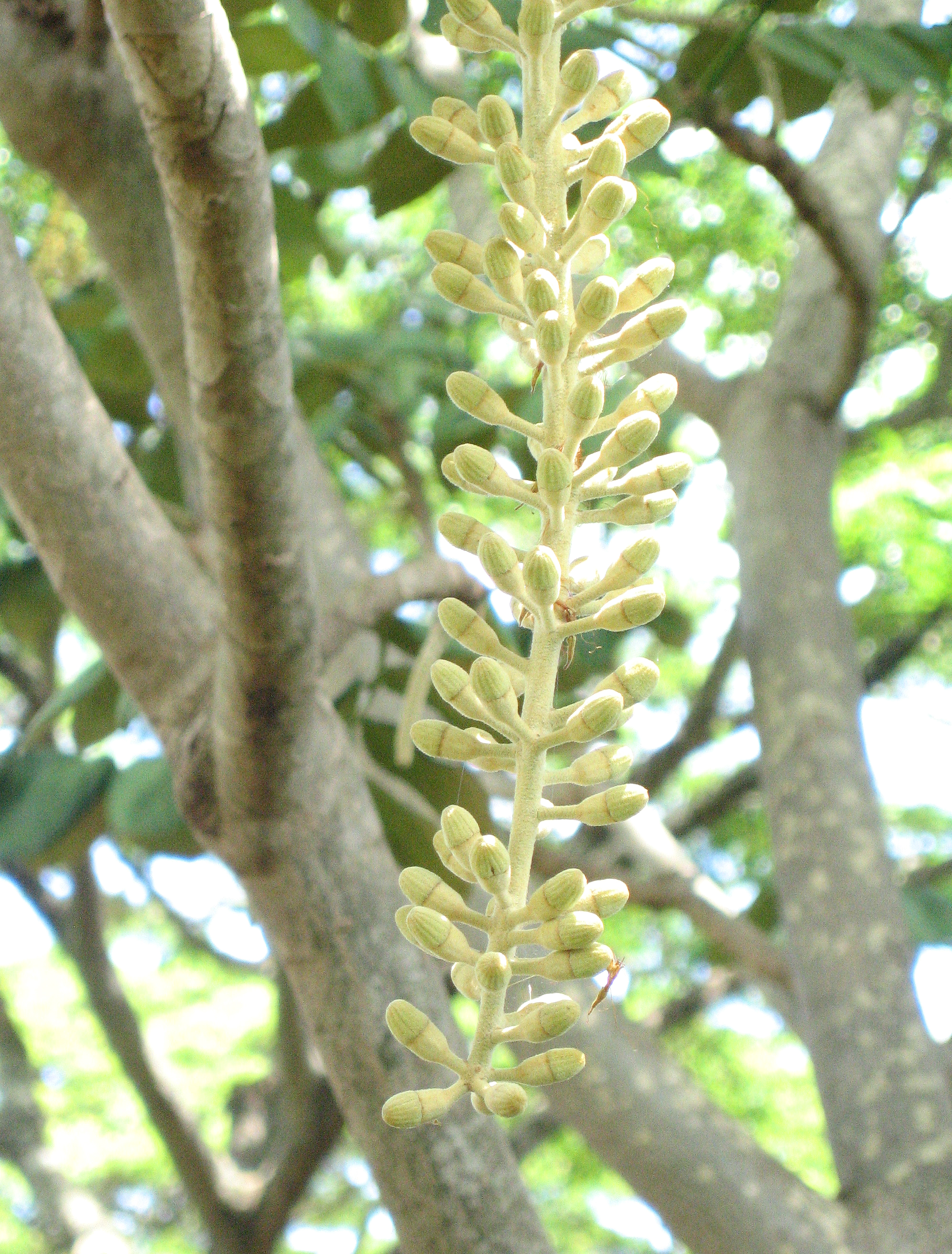 Polyscias racemosa   - 