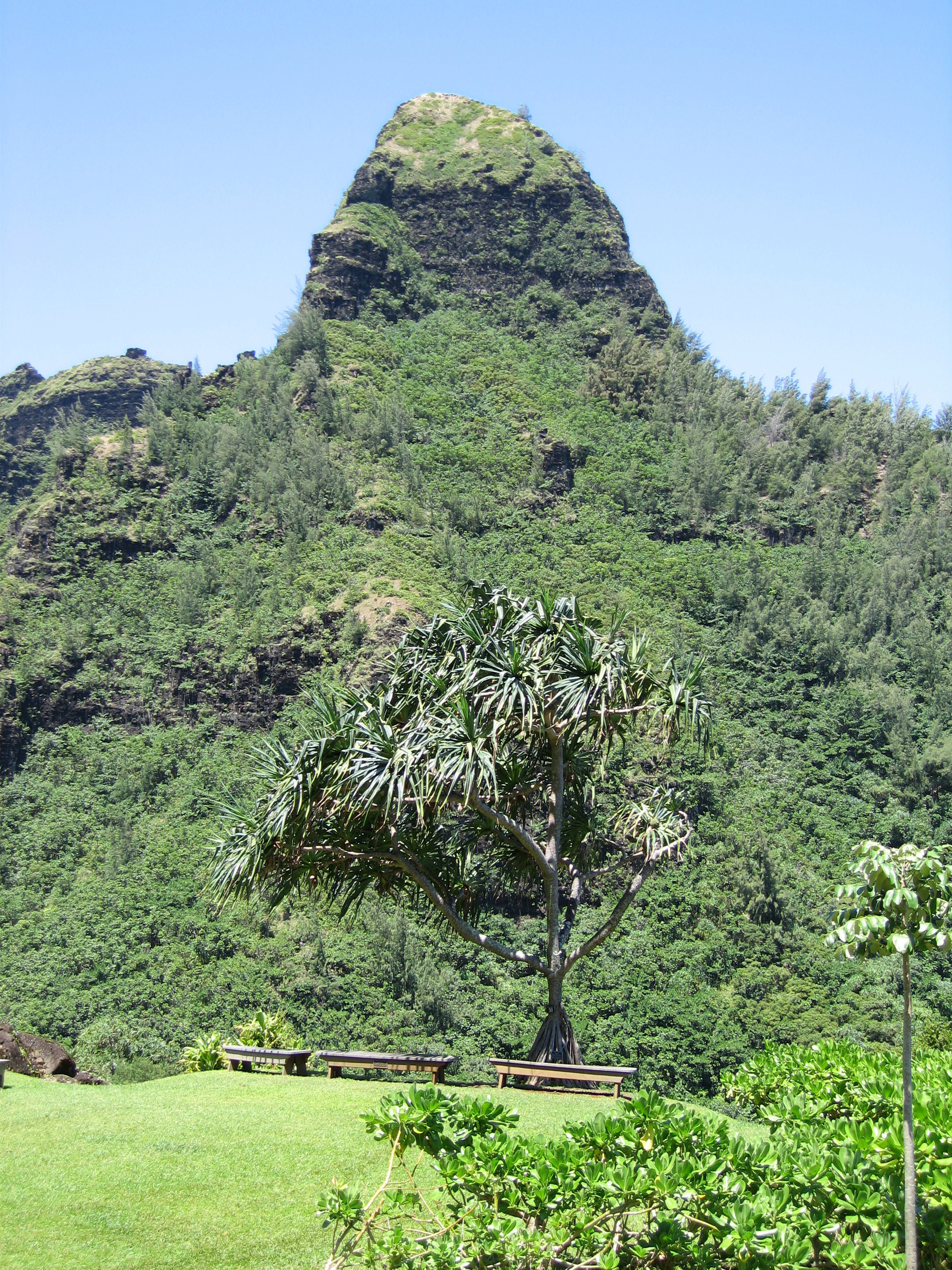 Pandanus tectorius   - 