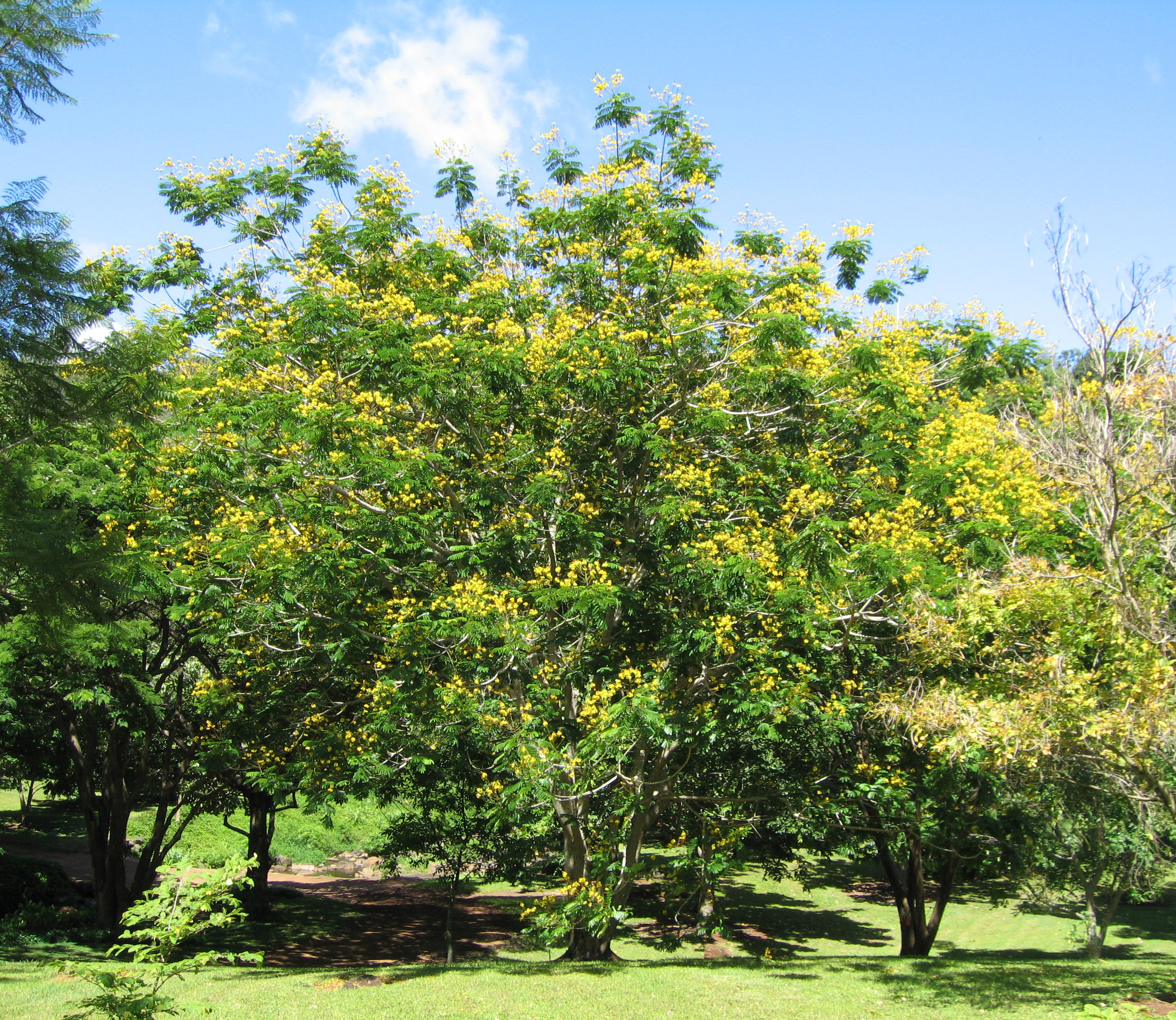 Peltophorum pterocarpum   - 