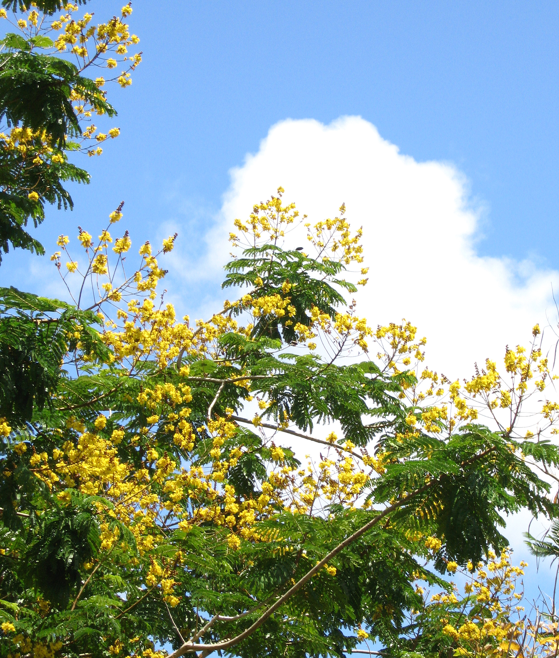 Peltophorum pterocarpum   - 