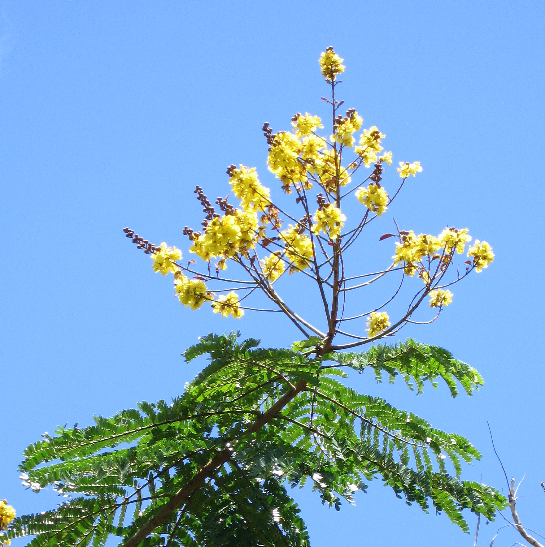 Peltophorum pterocarpum   - 
