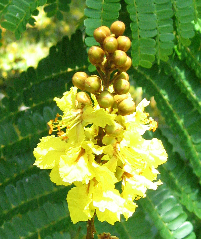 Peltophorum pterocarpum   - 