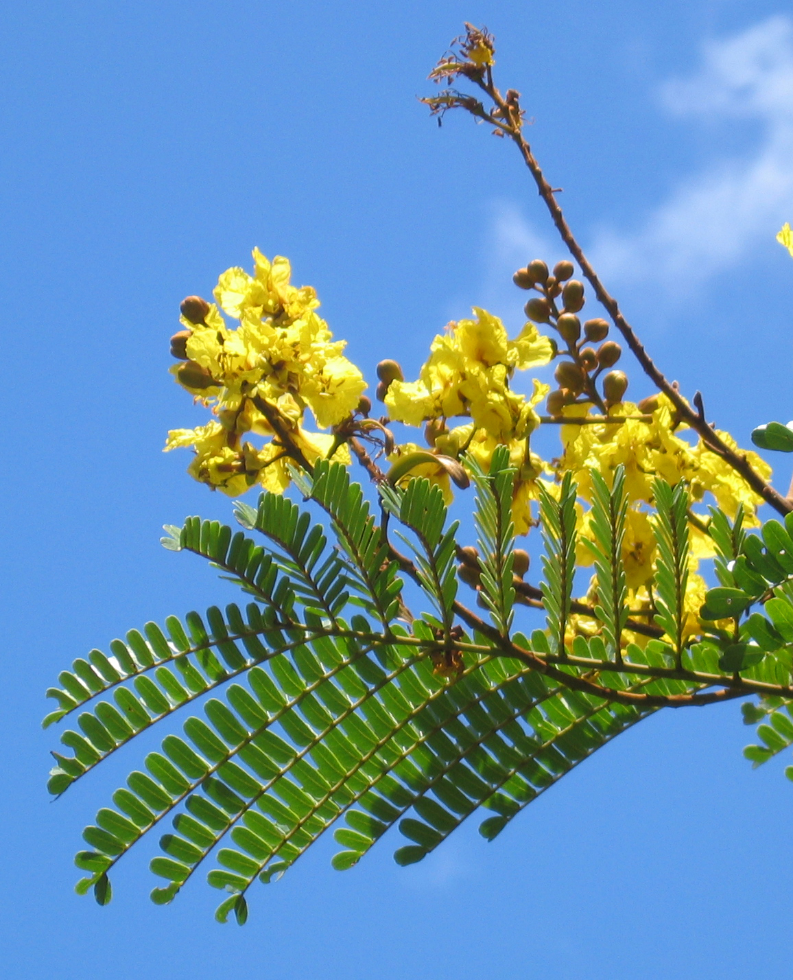 Peltophorum pterocarpum   - 