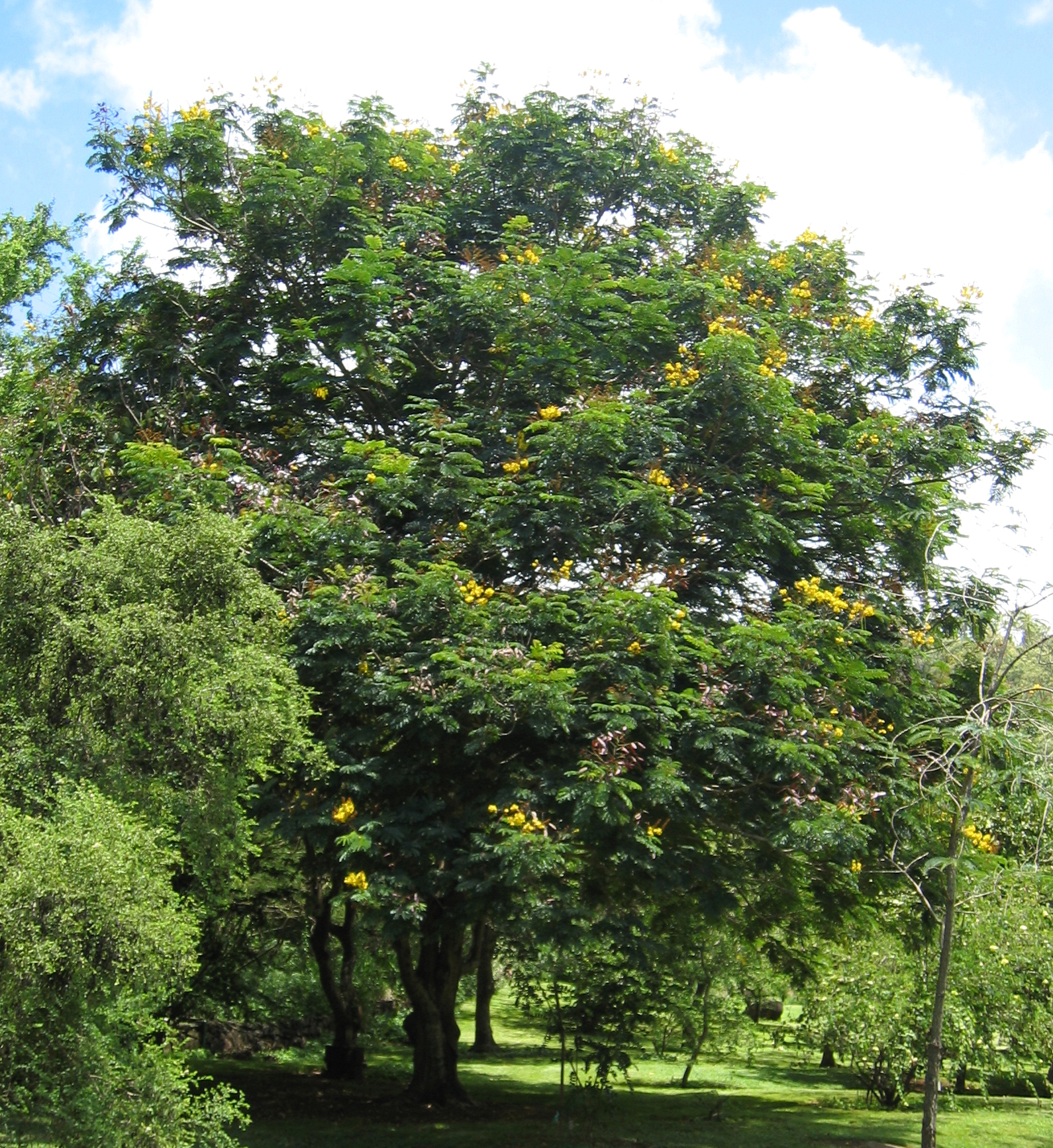 Peltophorum pterocarpum   - 