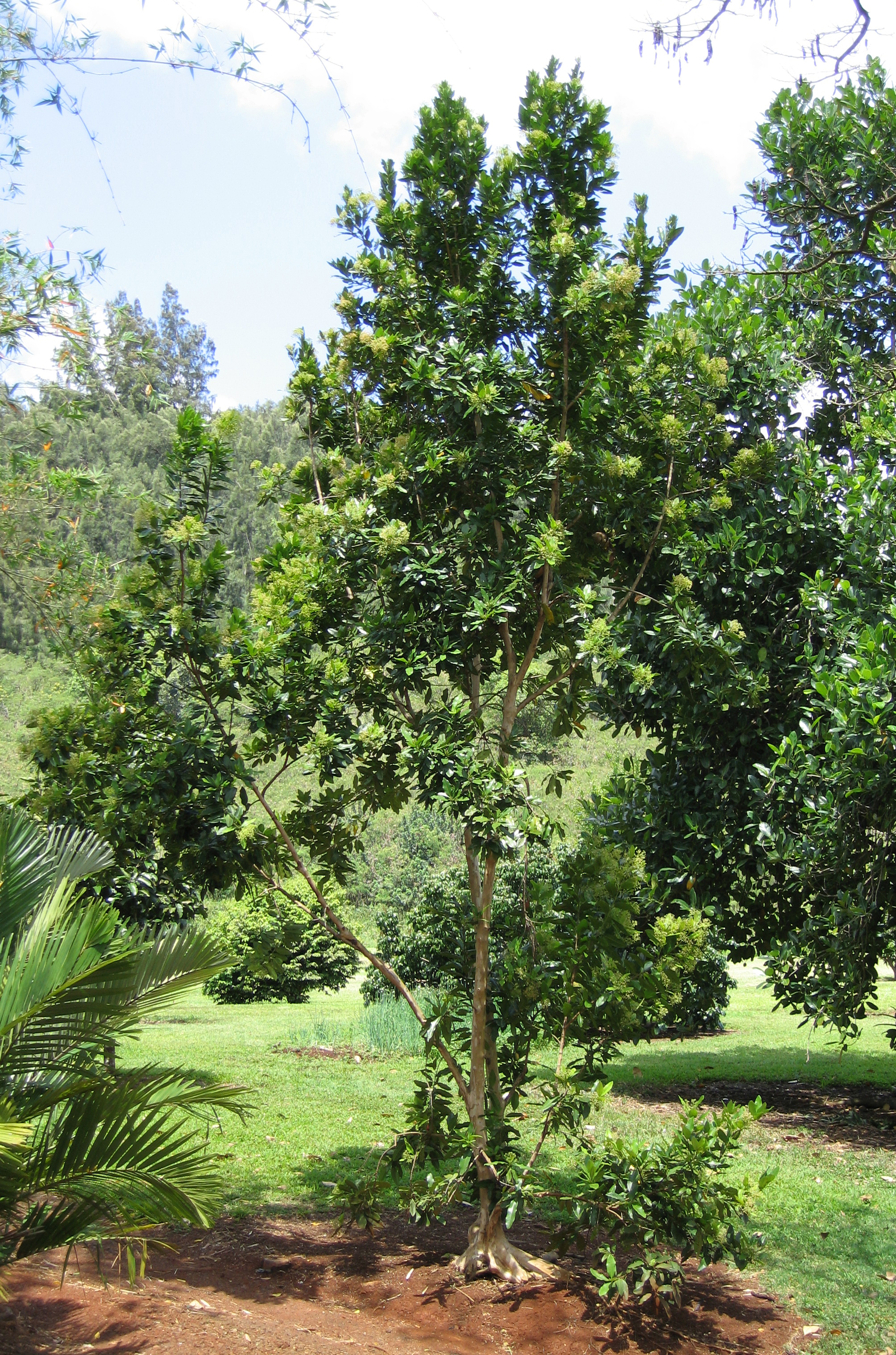 Pimenta dioica   - 