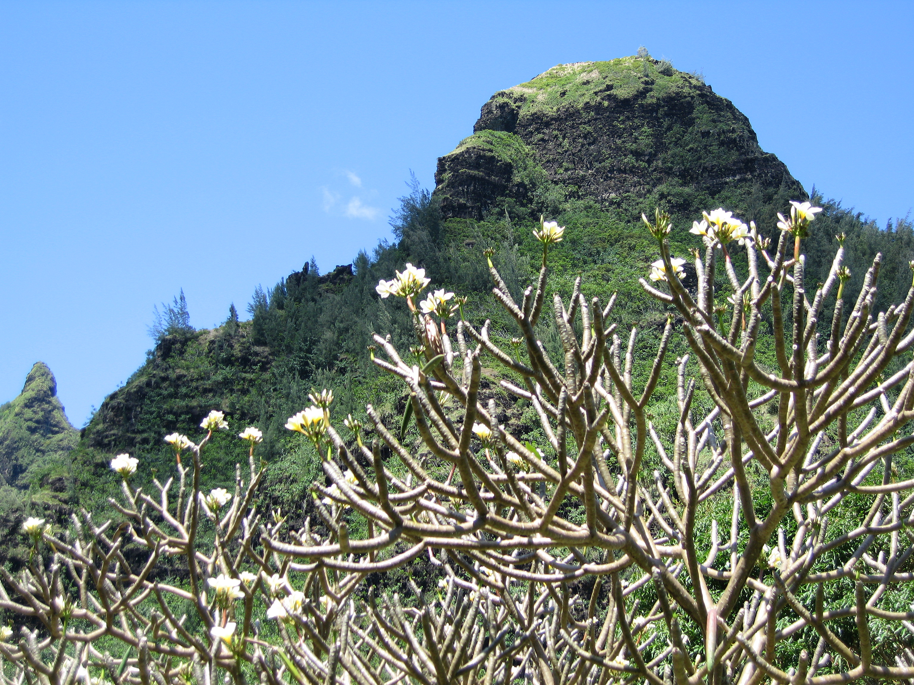 Plumeria rubra   - Flowers in April, but not yet leaves - Limahuli Garden, Kauai
