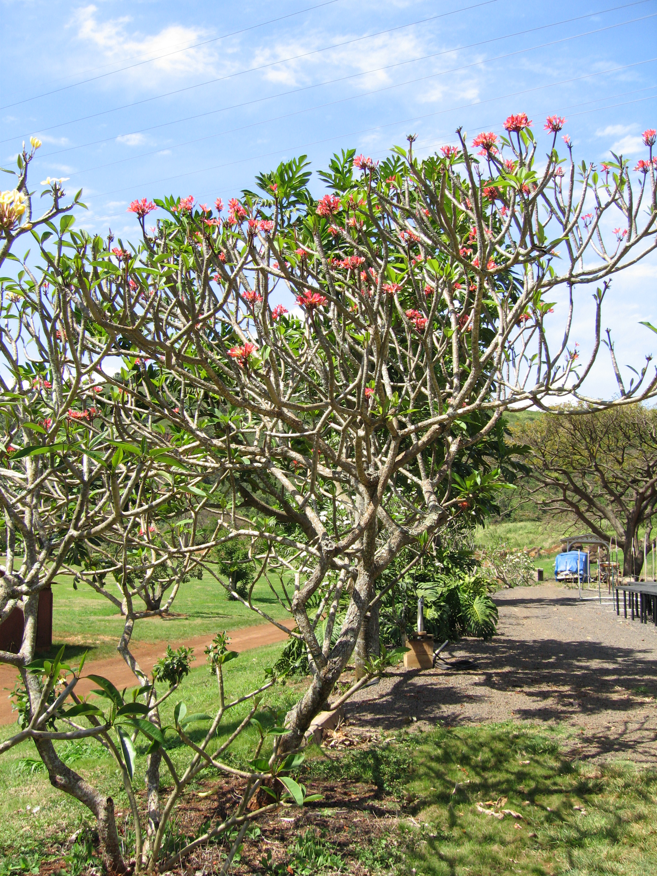 Plumeria rubra   - 