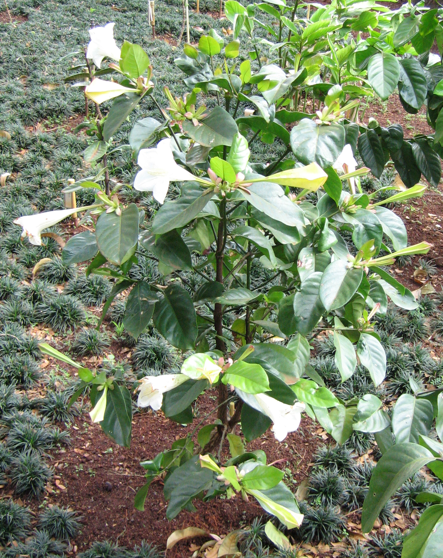 Portlandia grandiflora   - 