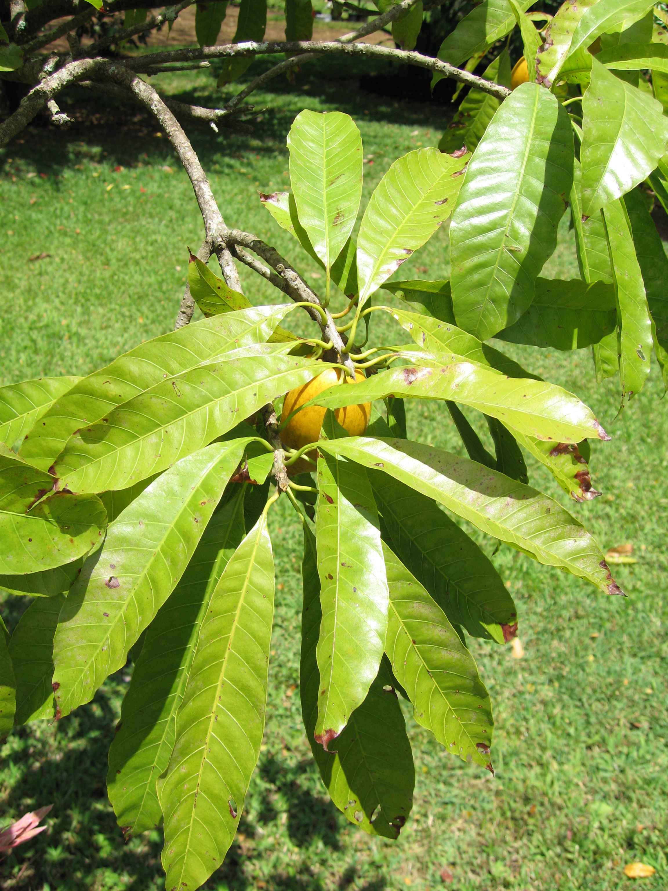 Pouteria campechiana   - 