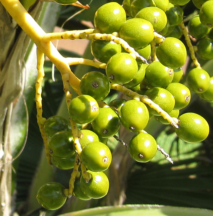Pritchardia hillebrandii   - 