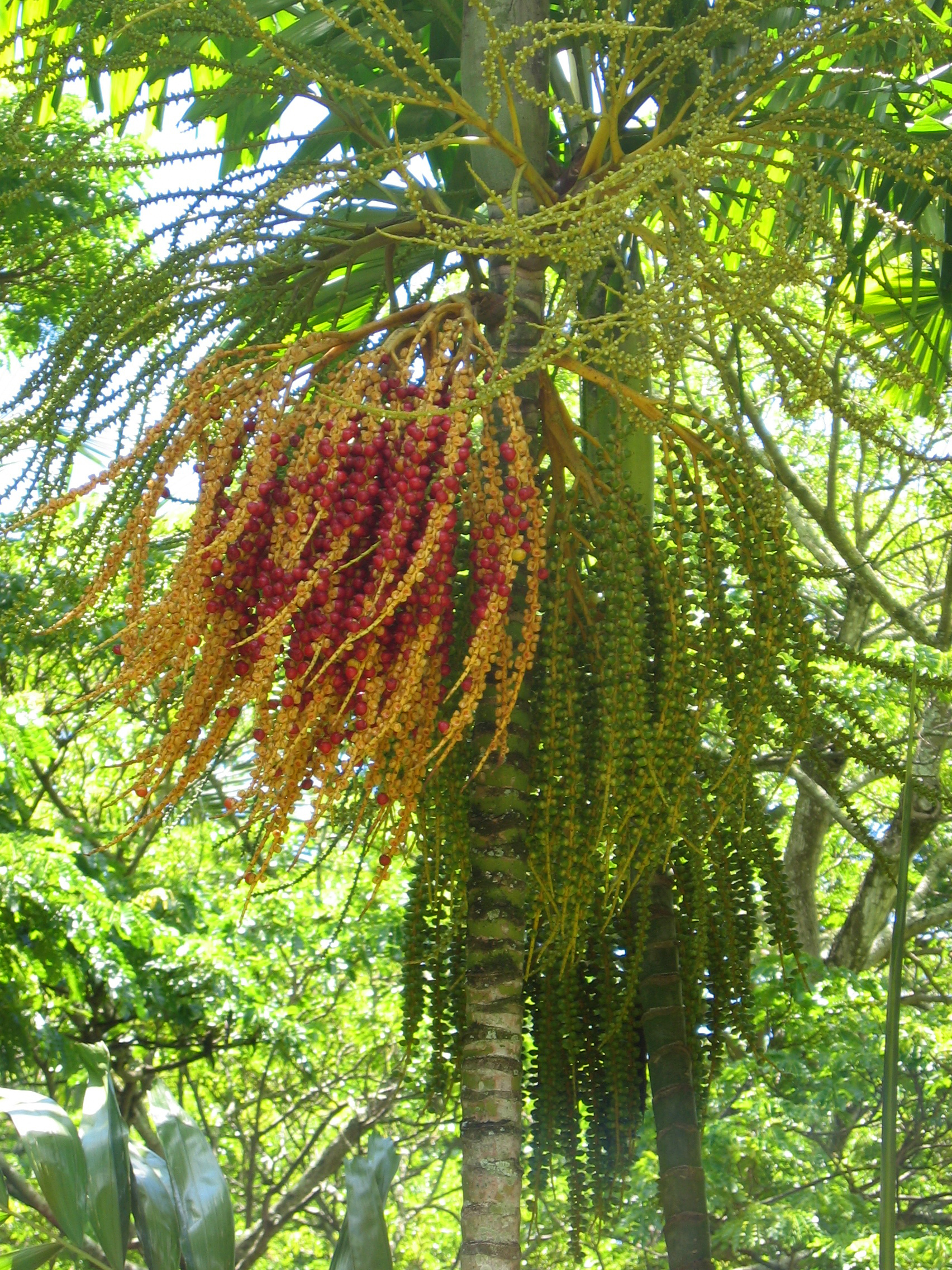 Ptychosperma macarthurii   - 