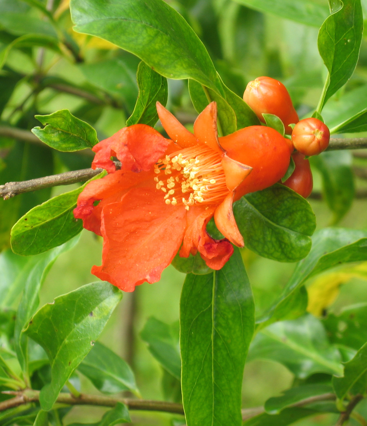 Punica granatum   - Open flower and buds