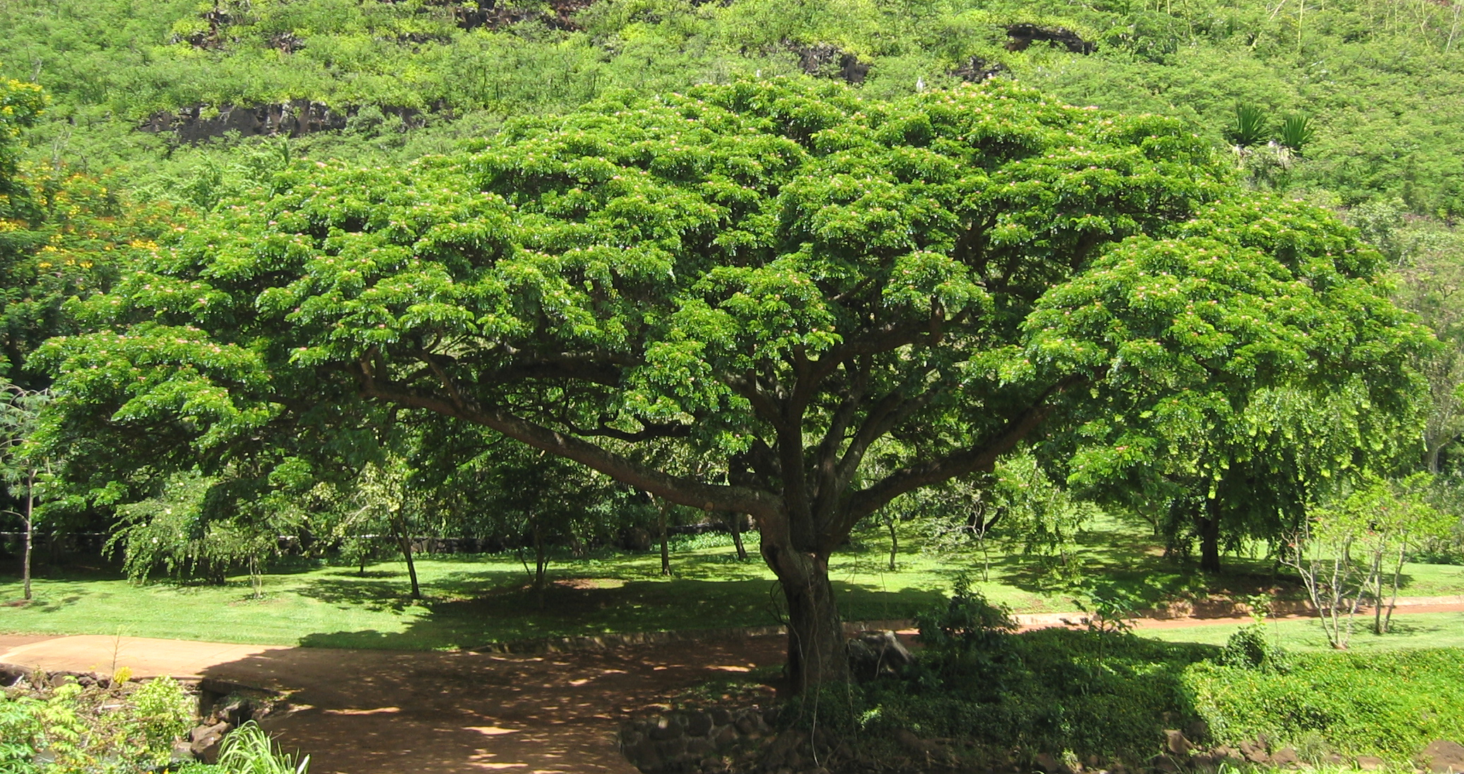 Samanea saman   - 