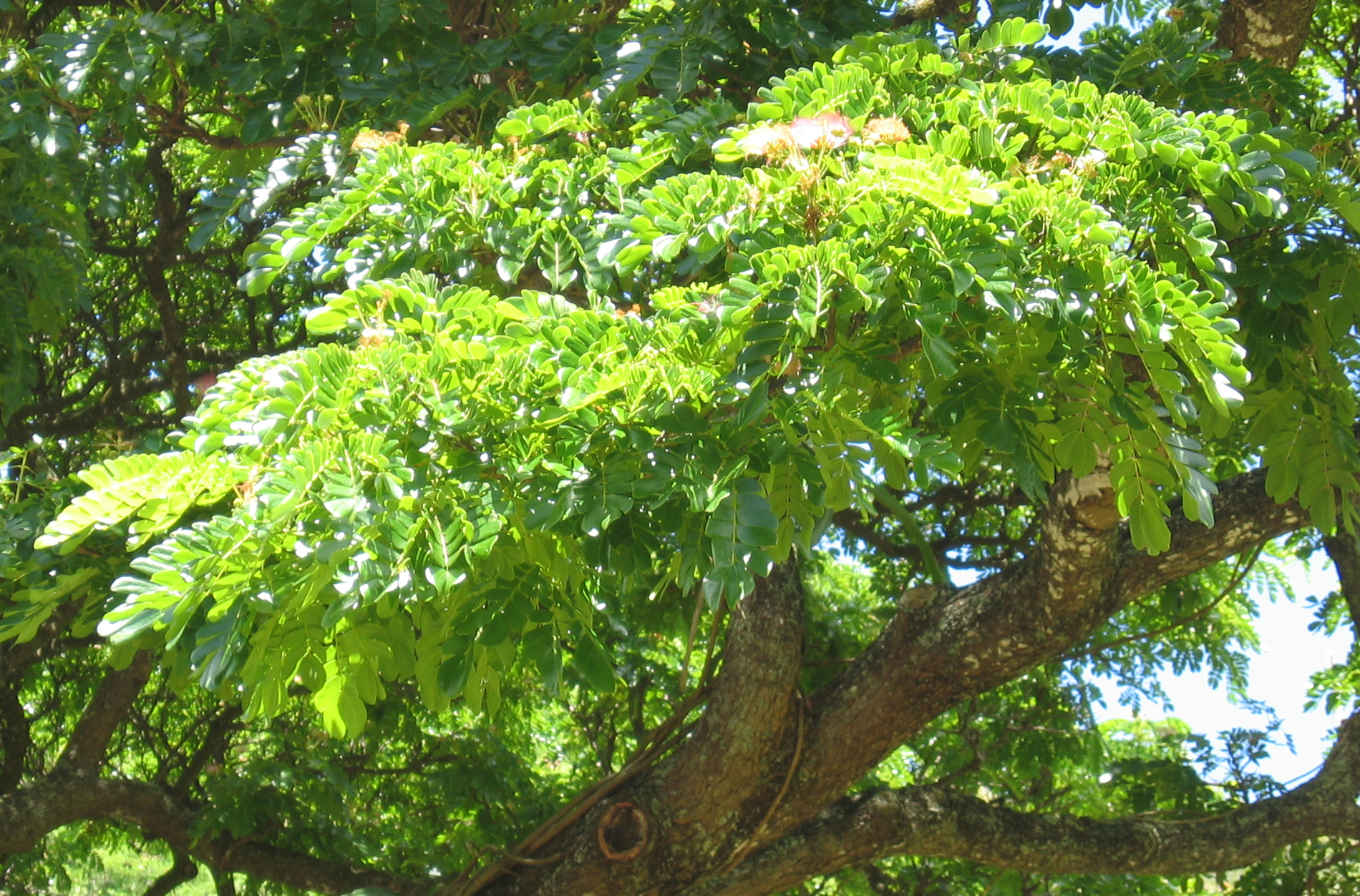 Samanea saman   - 