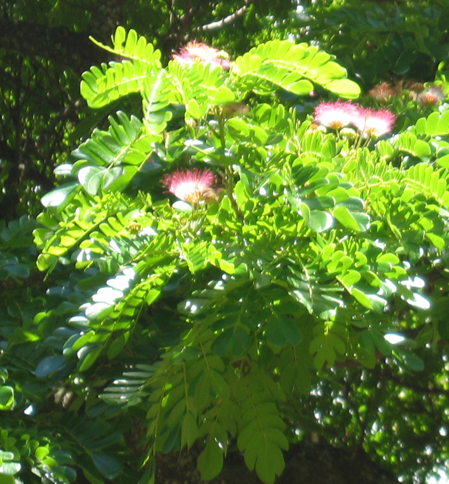 Samanea saman   - 