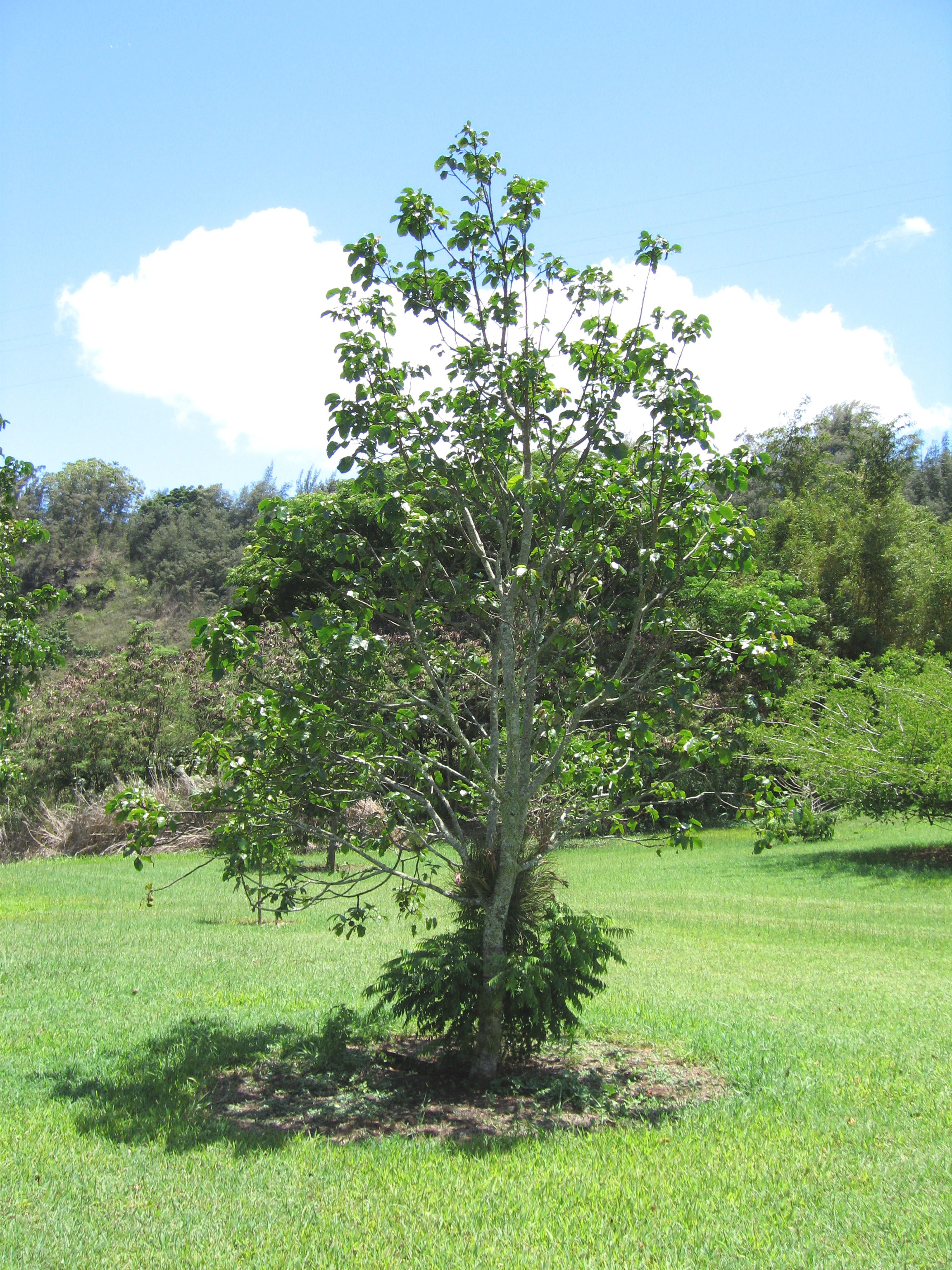 Sandoricum koetjape   - Habit