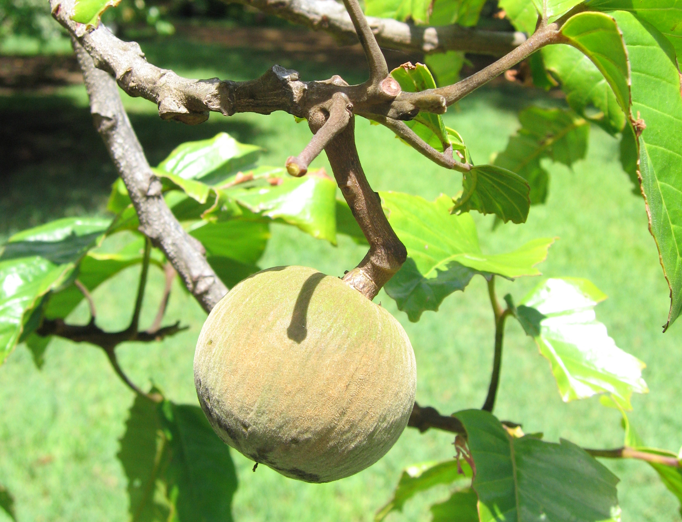 Sandoricum koetjape   - Fruit