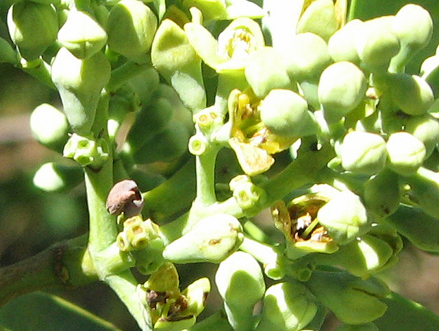 Santalum paniculatum   - detail of flowers and buds, var. paniculatum