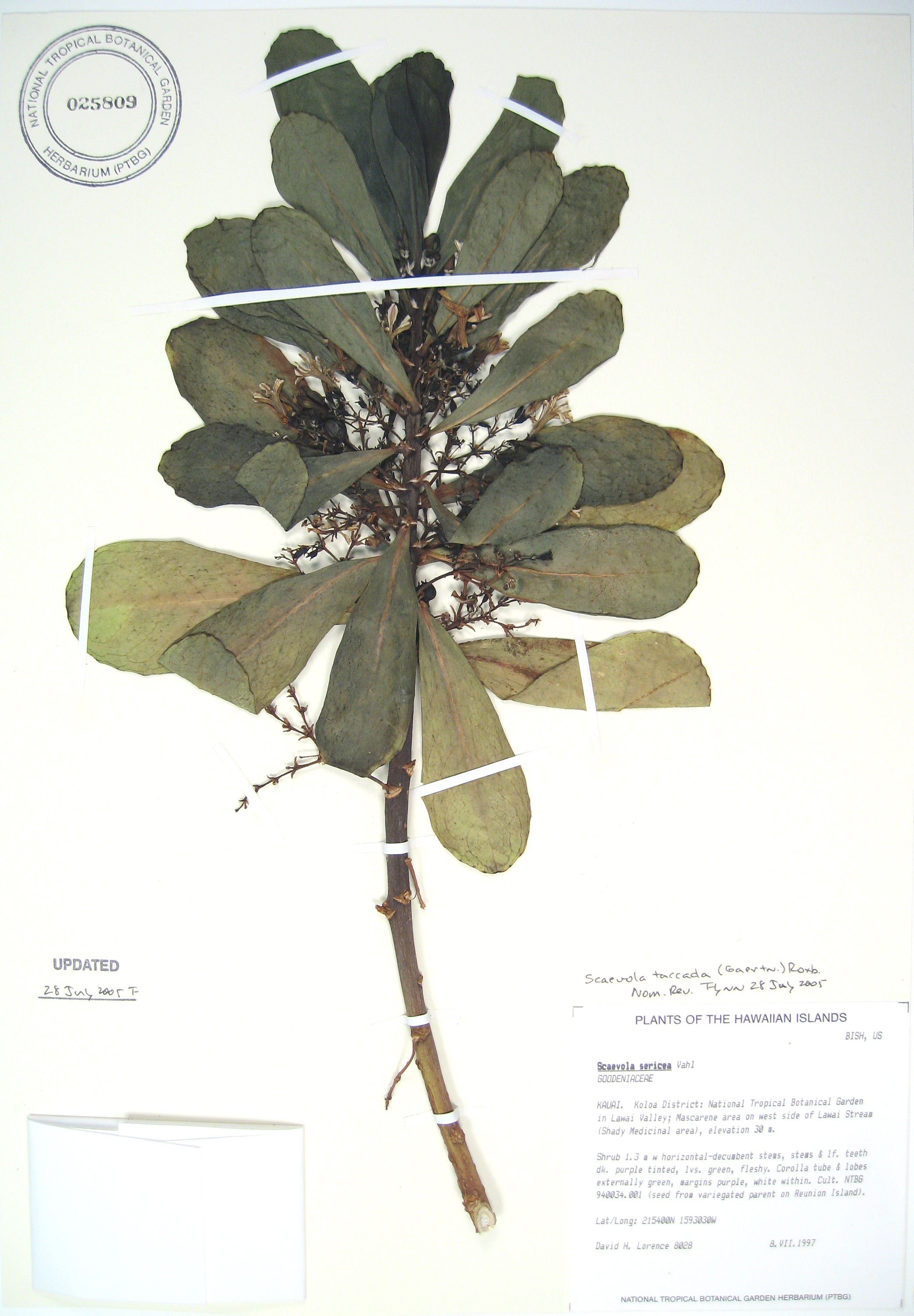 Scaevola taccada   - 