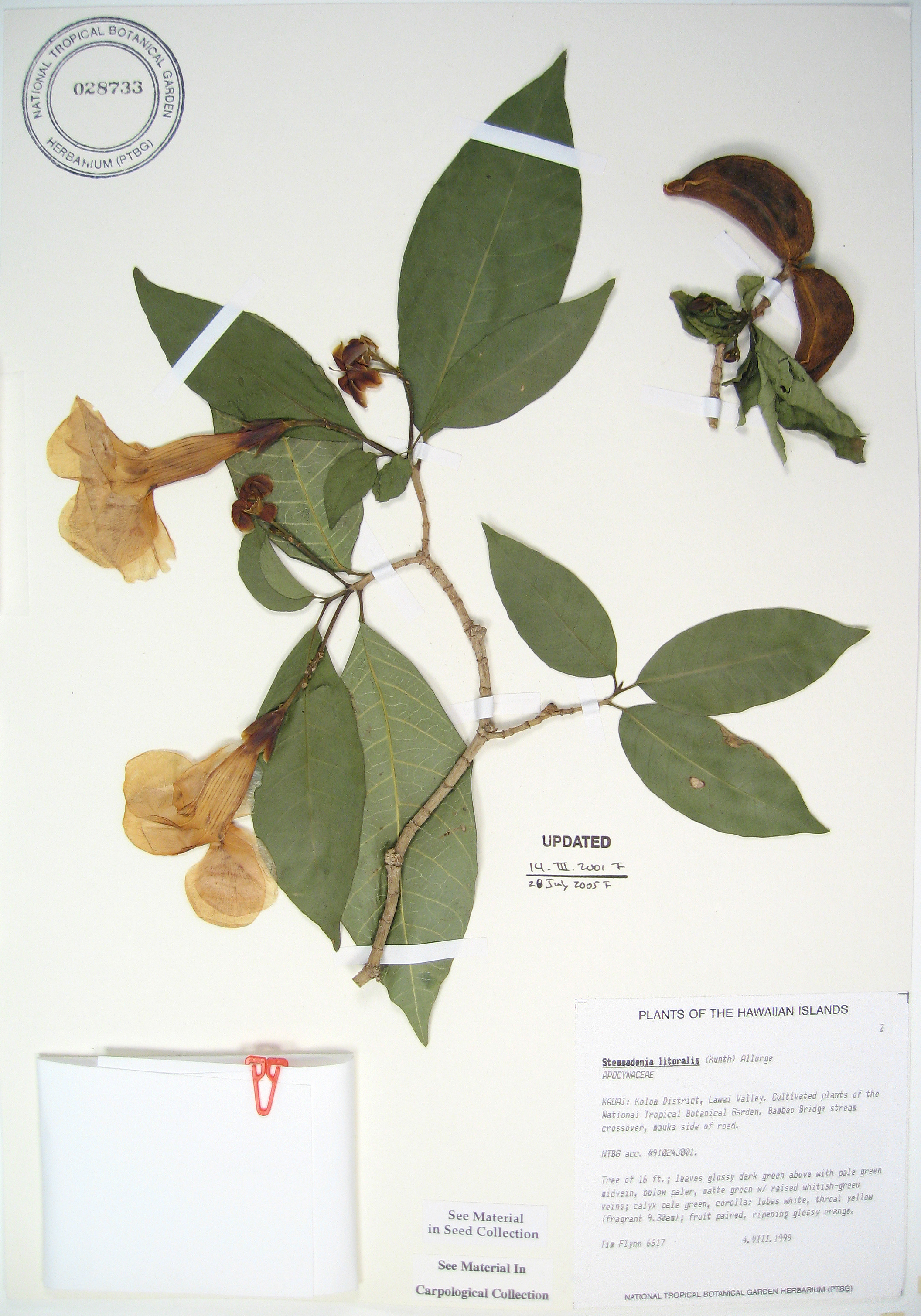 Stemmadenia litoralis   - 