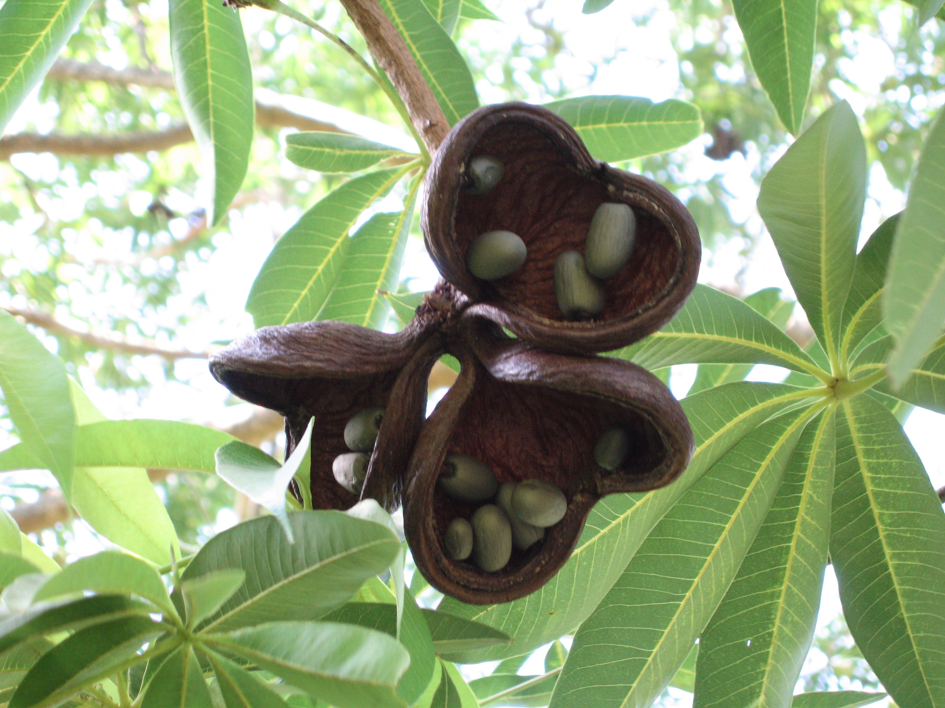Sterculia foetida   - Ripe fruit showing seeds