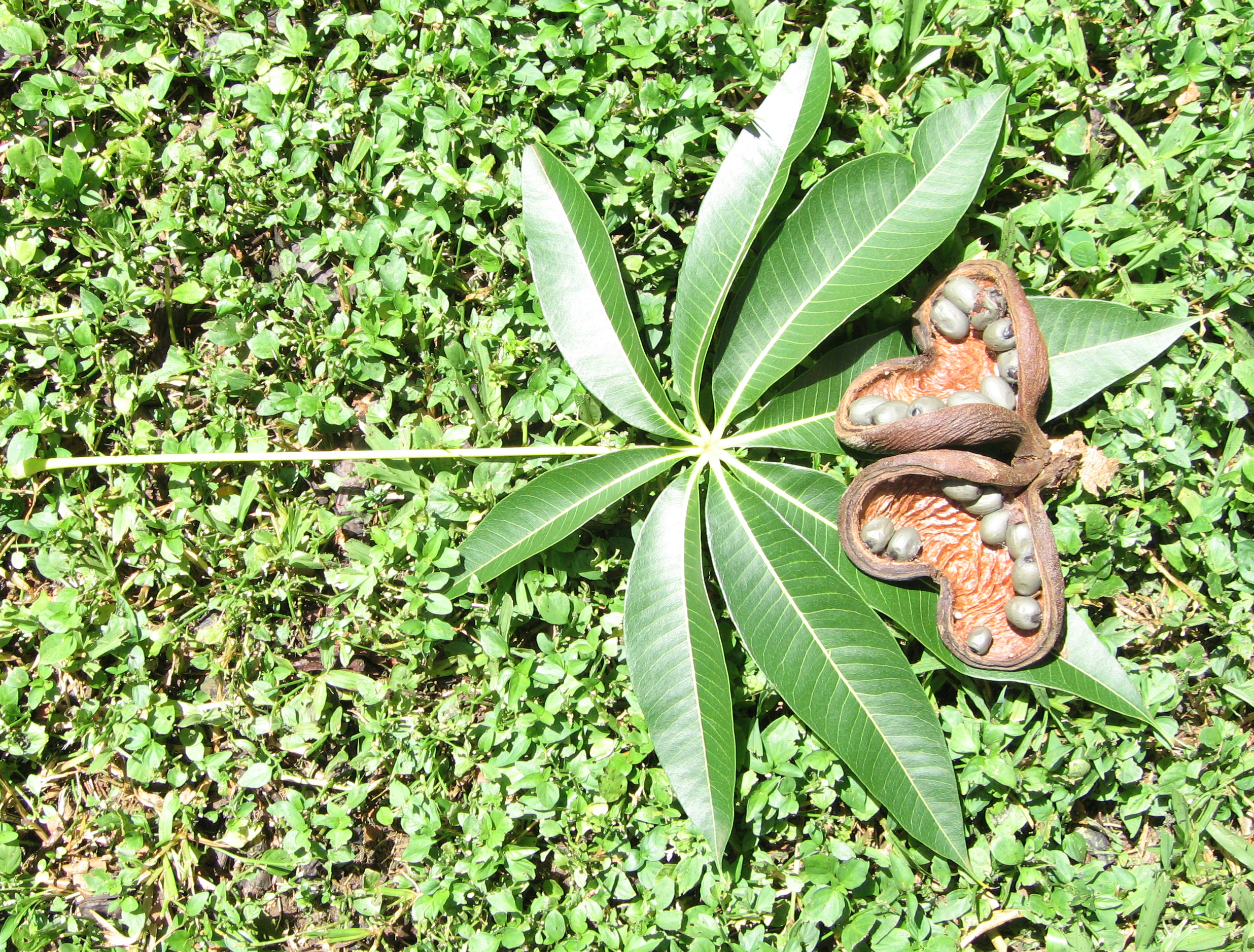 Sterculia foetida   - Leaf and ripe fruit with seeds