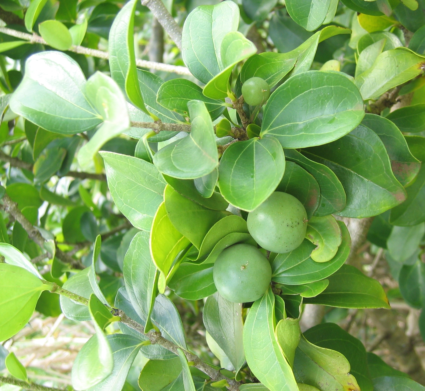 Strychnos madagascariensis   - 