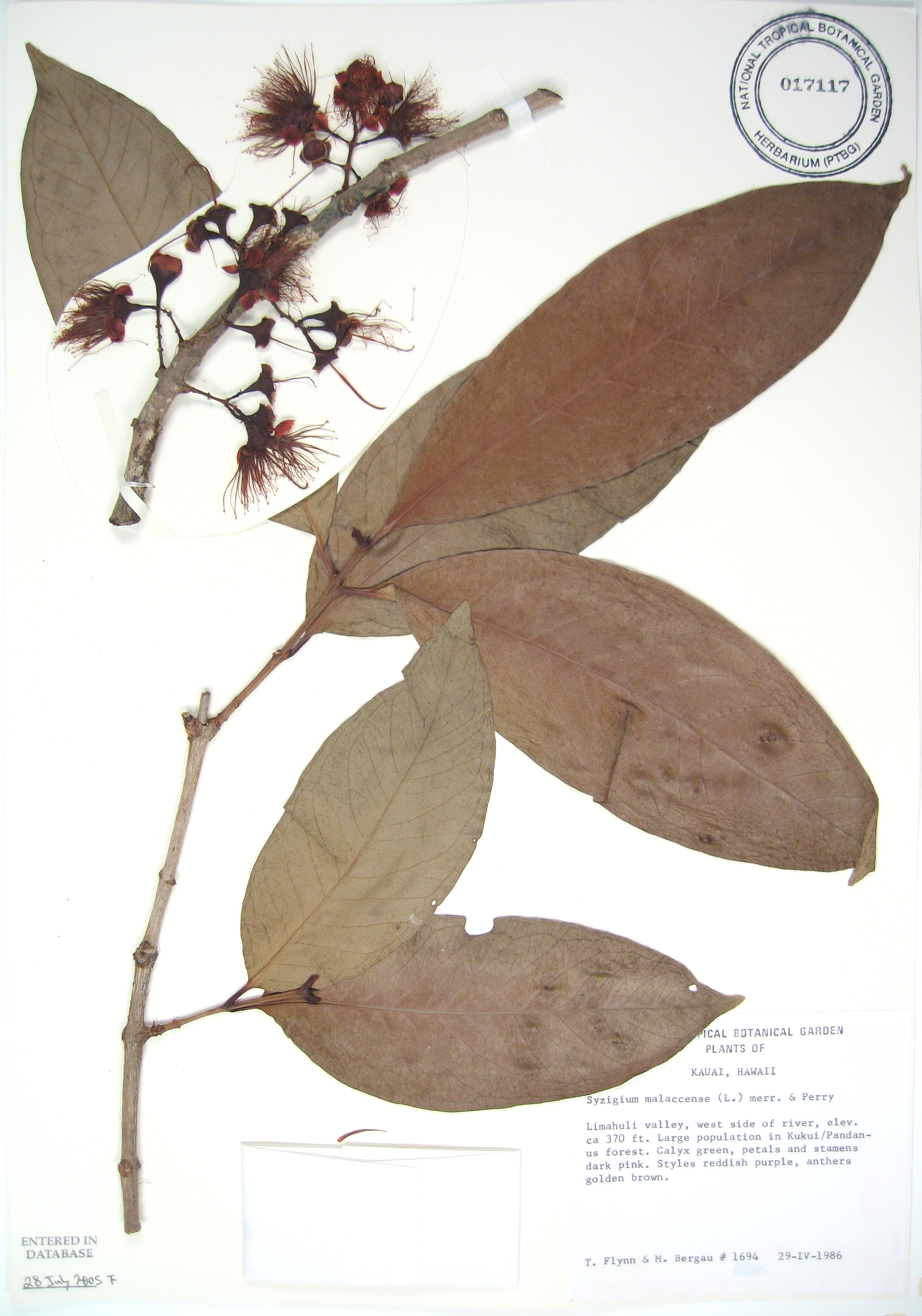 Syzygium malaccense   - 