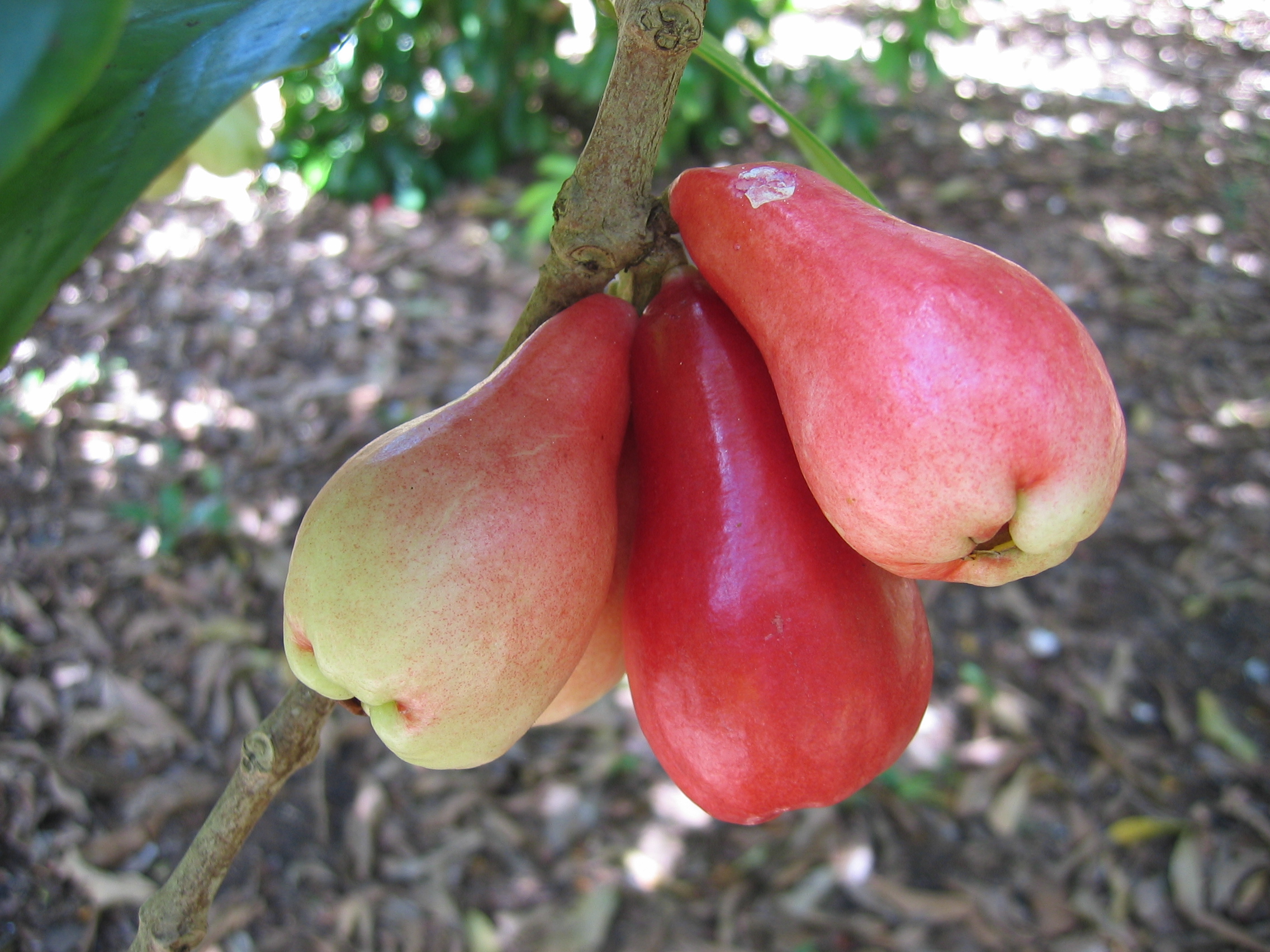 Syzygium malaccense   - 