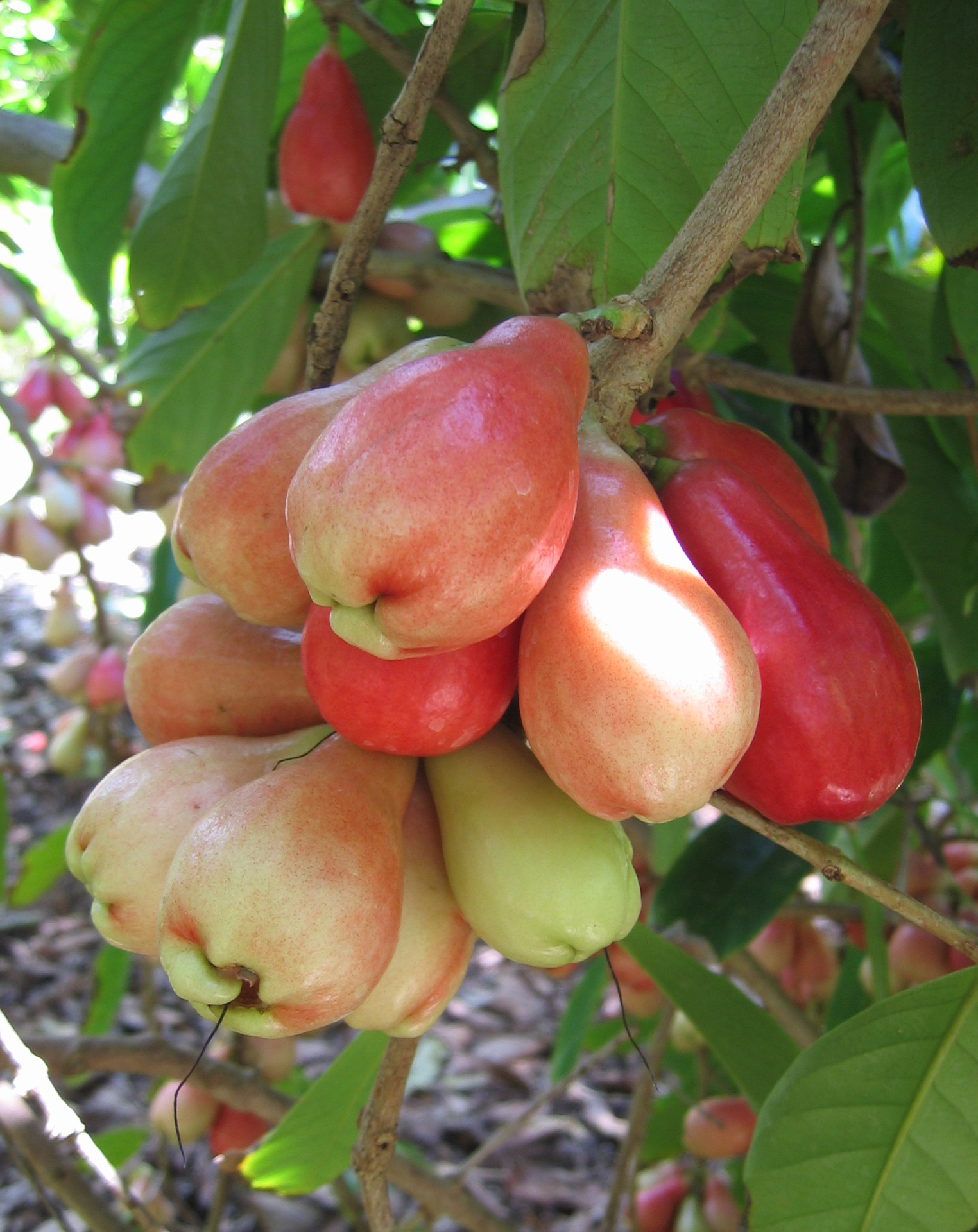 Syzygium malaccense   - 