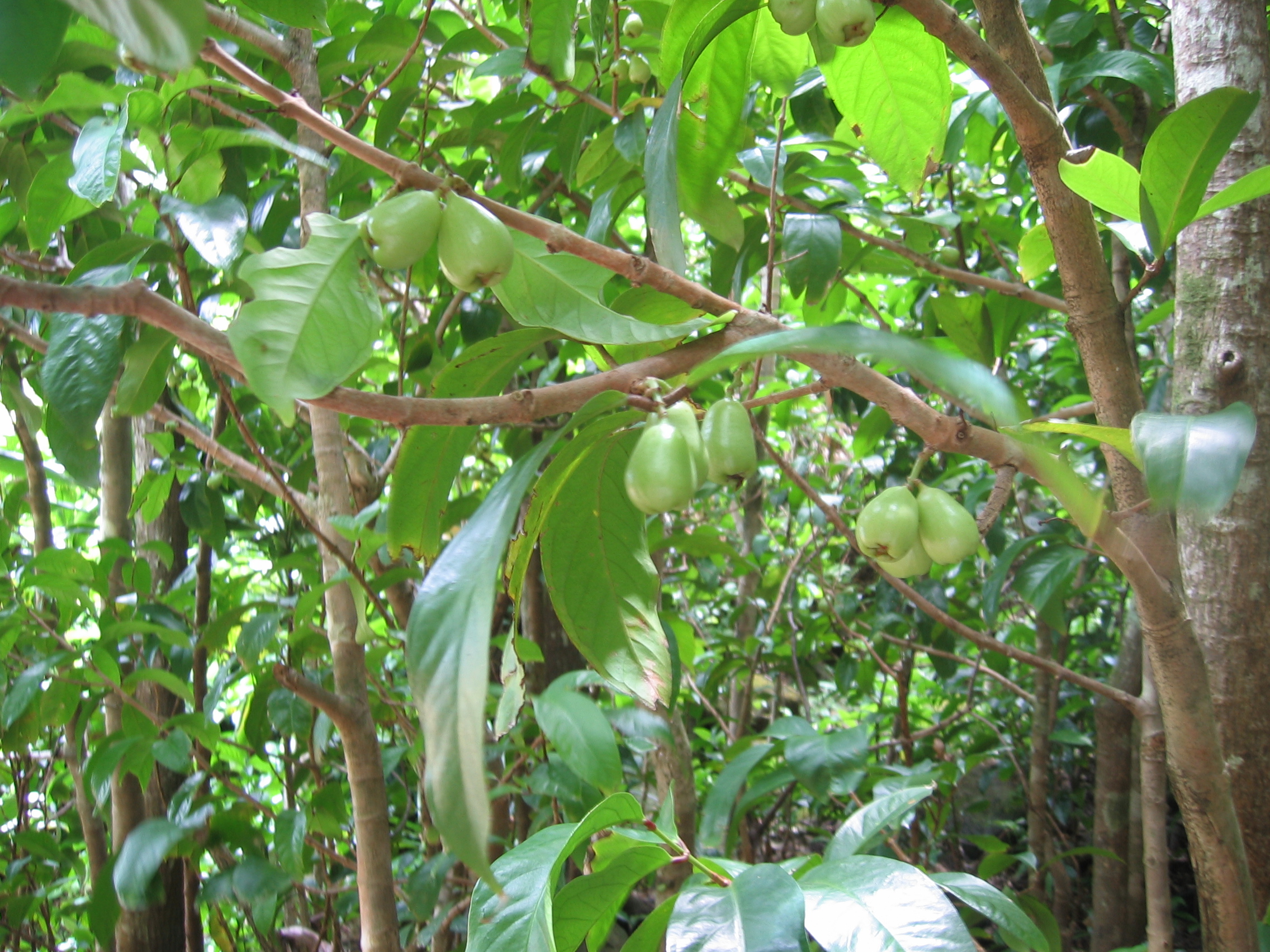 Syzygium malaccense   - 