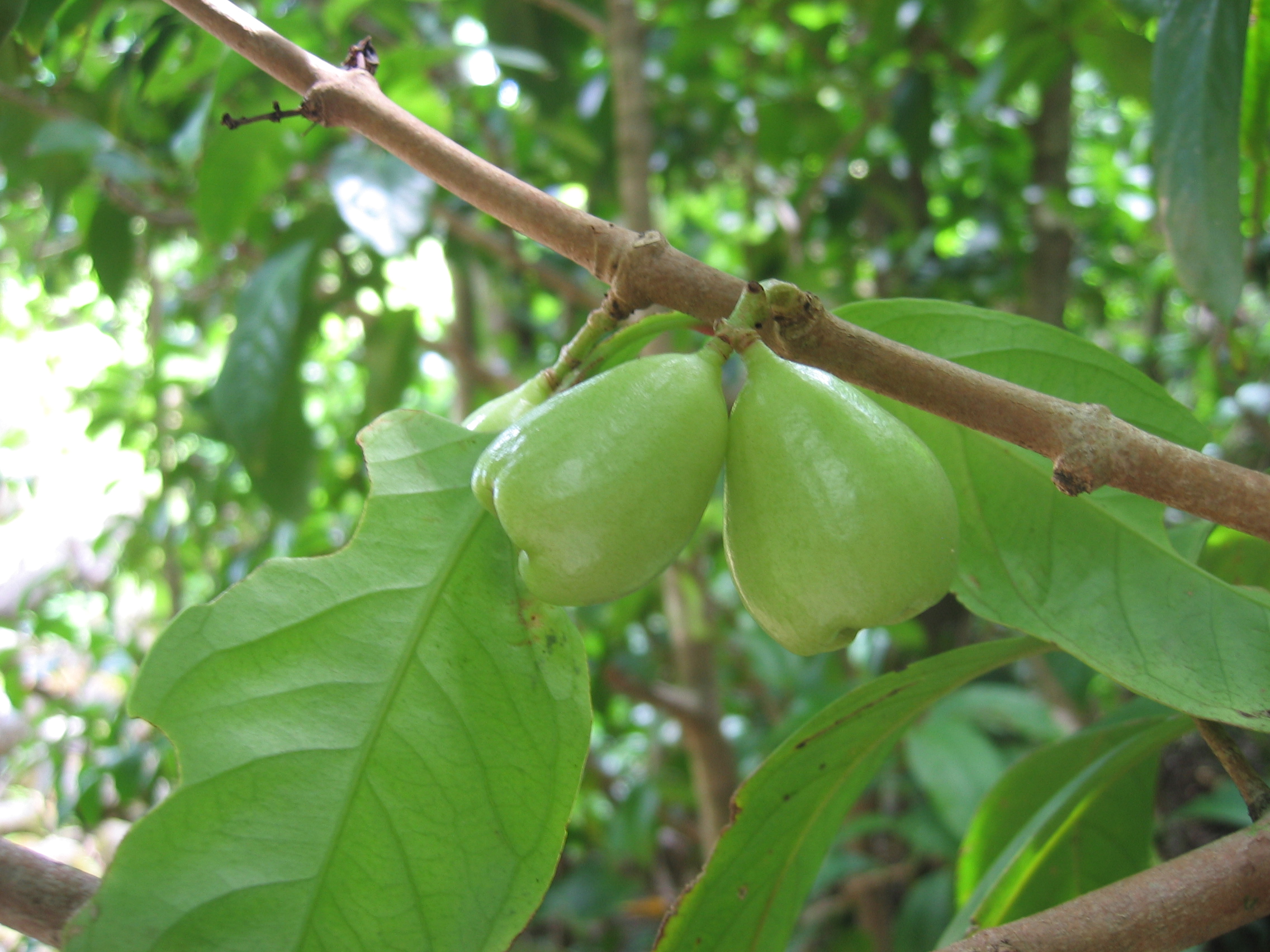 Syzygium malaccense   - 