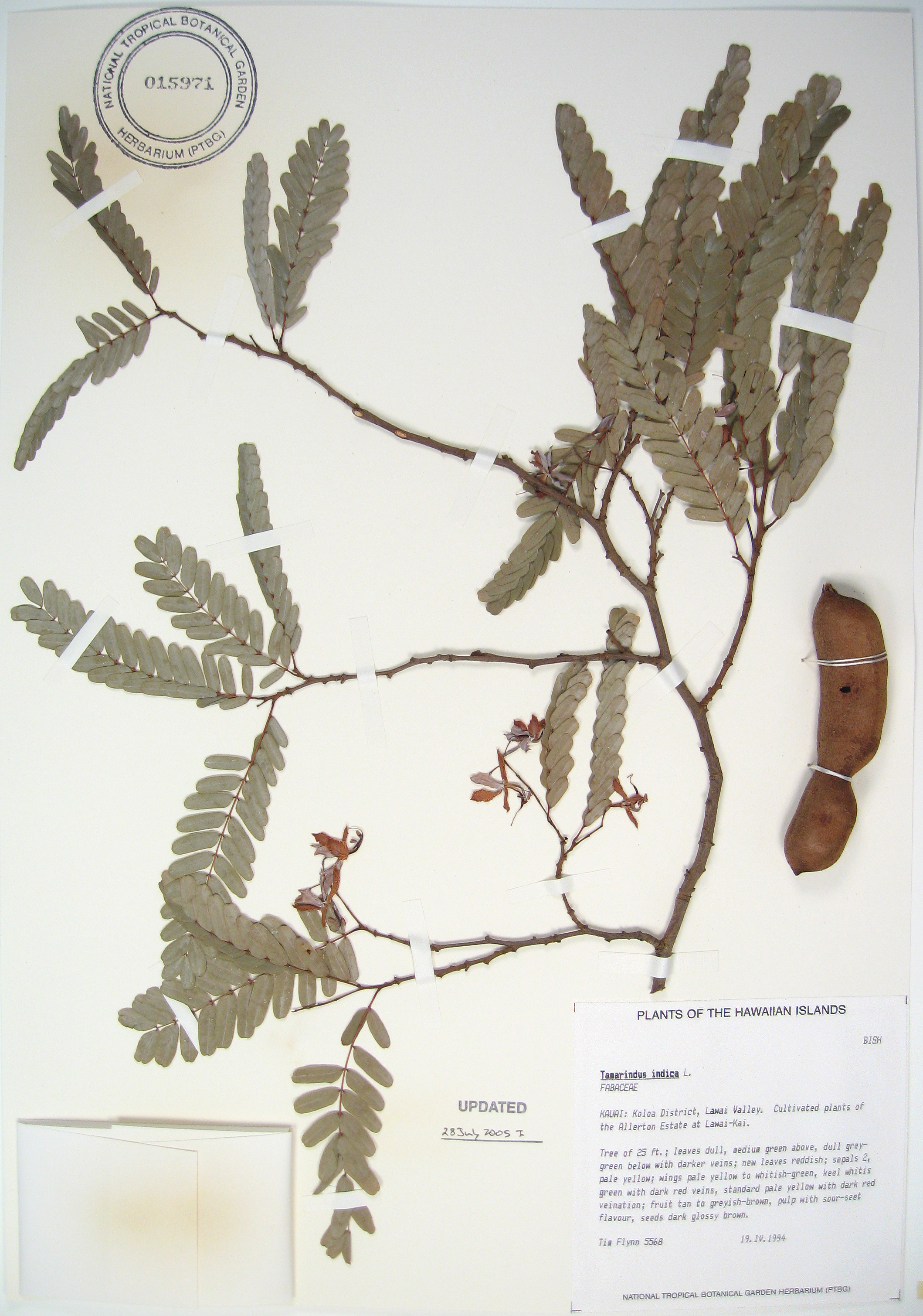 Tamarindus indica   - 