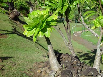 Brighamia insignis   - Habit showing swollen stem, leaf cluster