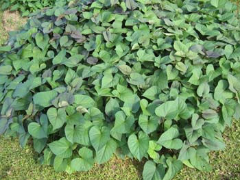 Ipomoea batatas   - 