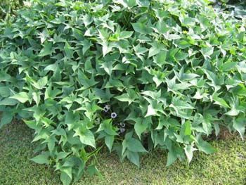 Ipomoea batatas   - 