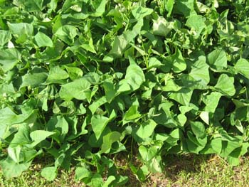Ipomoea batatas   - 