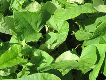 Ipomoea batatas   - 