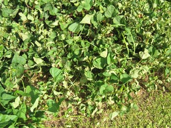 Ipomoea batatas   - 